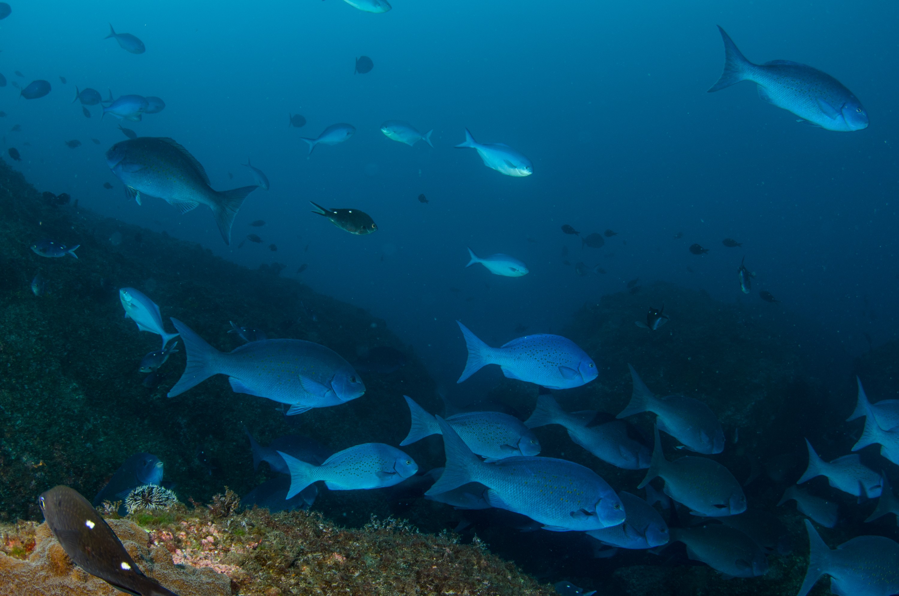 DSC_0857 – 2016, Girella, Kermadec, NIWA, New, October 16, RV, Zealand, bluefish, crispin, cyanea, expedition, kermadecs, marine, nz, ocean, reserve, sanctuary, seacology, seacologynz, tangaroa