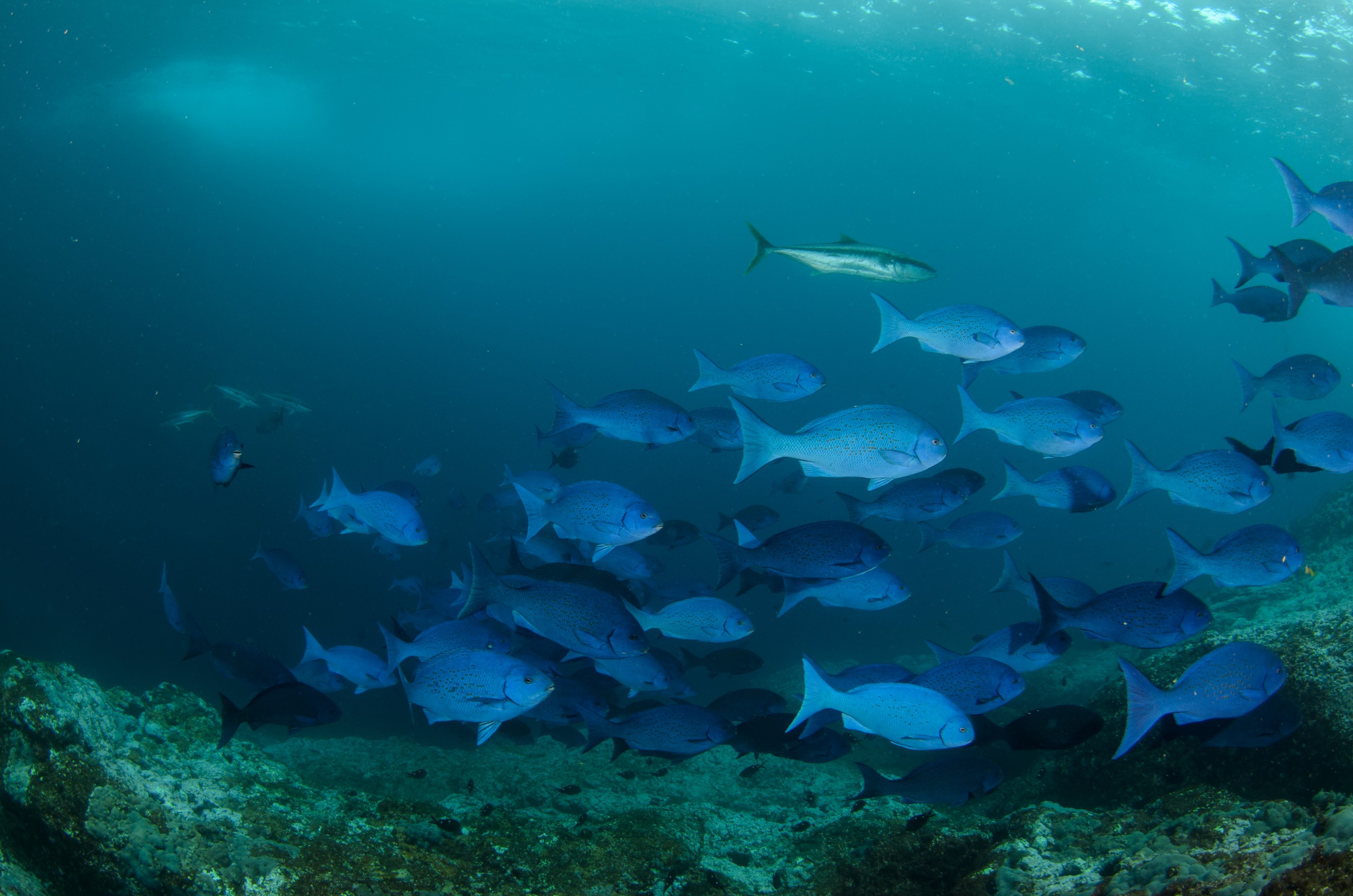 DSC_0911 – 2016, Girella, Kermadec, NIWA, New, October 16, RV, Zealand, bluefish, crispin, cyanea, expedition, kermadecs, marine, nz, ocean, reserve, sanctuary, seacology, seacologynz, tangaroa