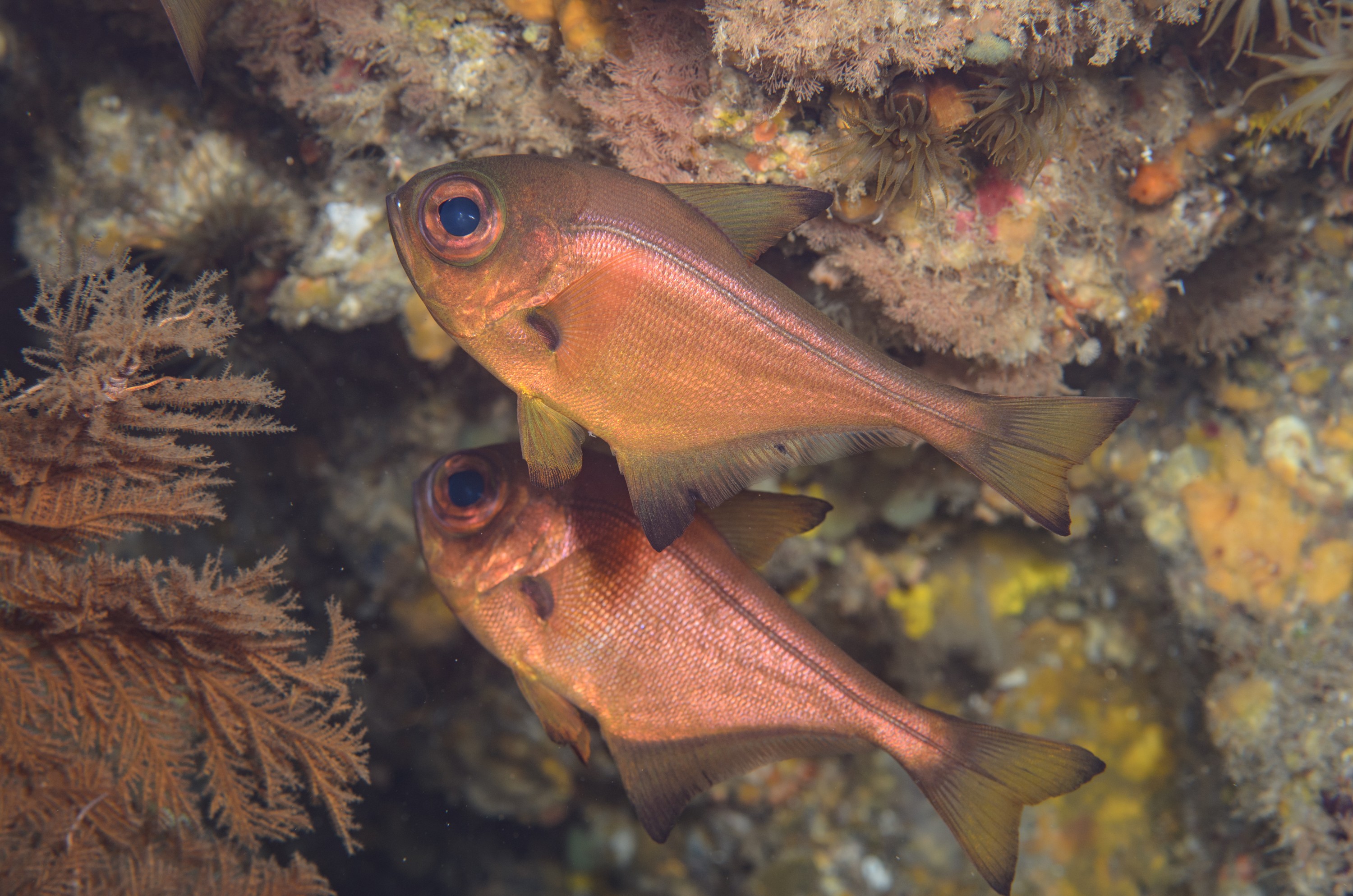 DSC_1146 – 2016, Bronze, Kermadec, NIWA, New, October 16, Pempheris, RV, Sweeper, Zealand, analis, bigeye, crispin, expedition, kermadecs, marine, nz, ocean, reserve, sanctuary, seacology, seacologynz, tangaroa