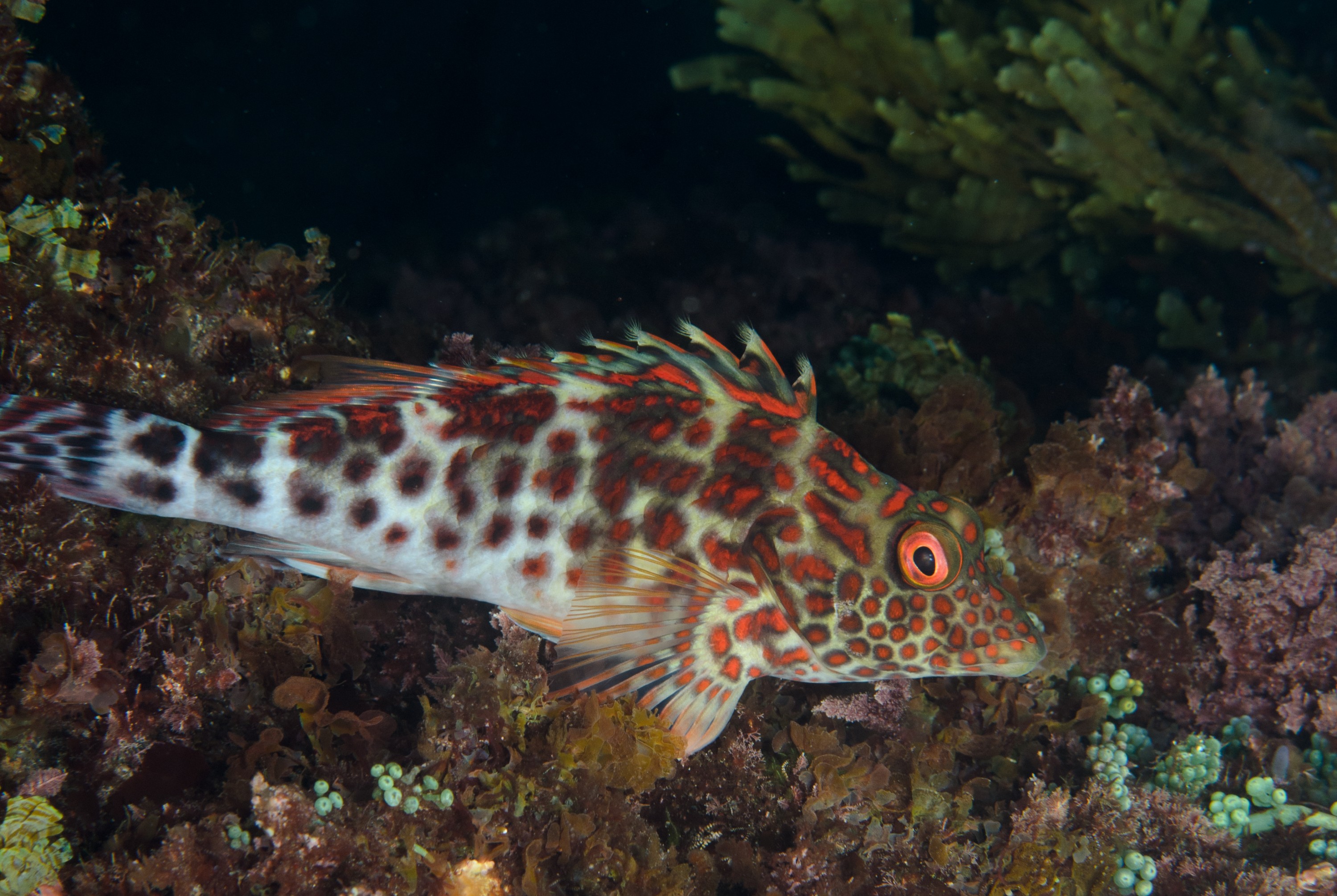 DSC_1163 – 2016, Cirrhitus, Kermadec, NIWA, New, October 16, RV, Splendid, Zealand, crispin, expedition, hawkfish, kermadecs, marine, nz, ocean, reserve, sanctuary, seacology, seacologynz, splendens, tangaroa