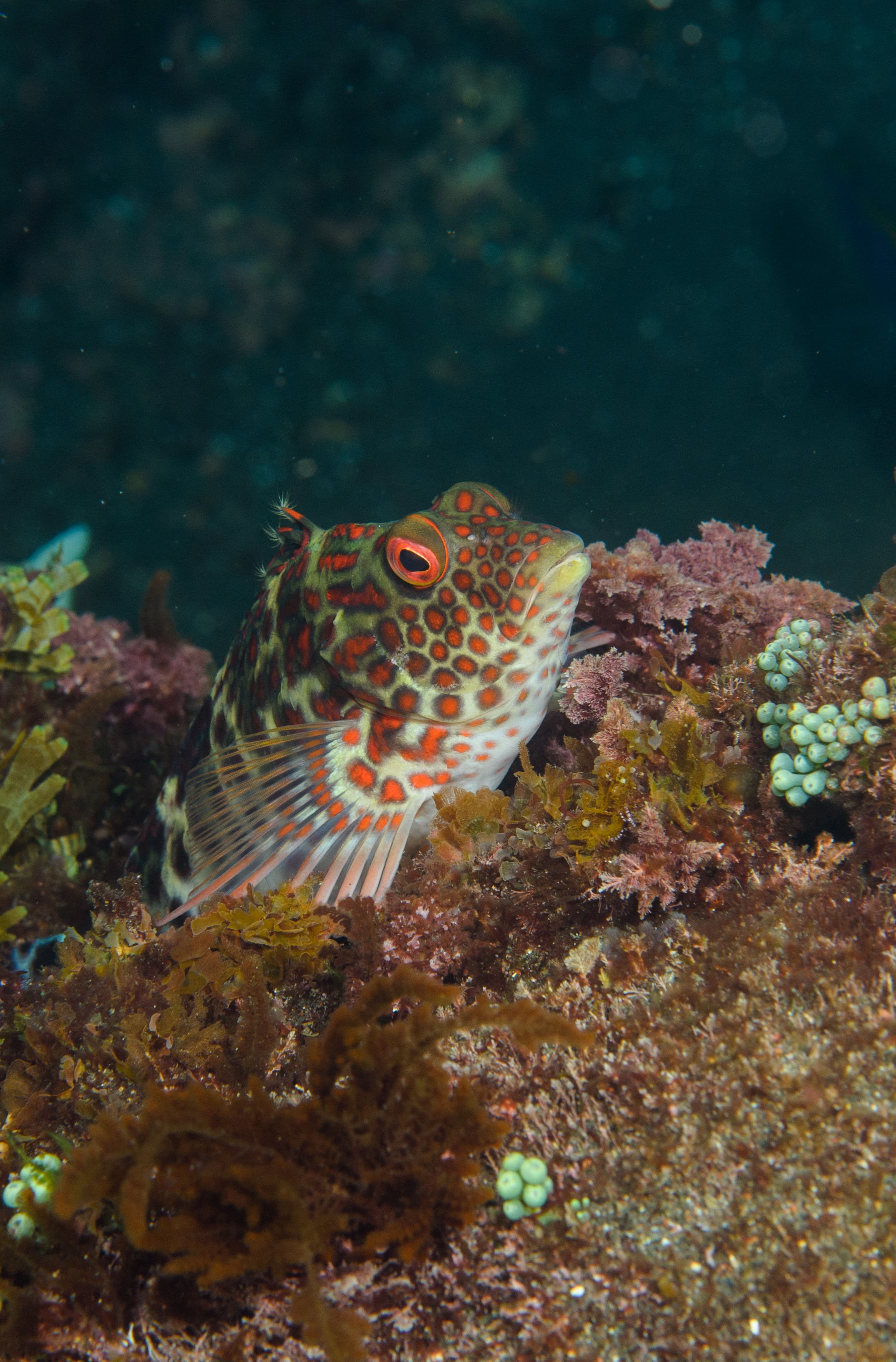 DSC_1164 – 2016, Cirrhitus, Kermadec, NIWA, New, October 16, RV, Splendid, Zealand, crispin, expedition, hawkfish, kermadecs, marine, nz, ocean, reserve, sanctuary, seacology, seacologynz, splendens, tangaroa