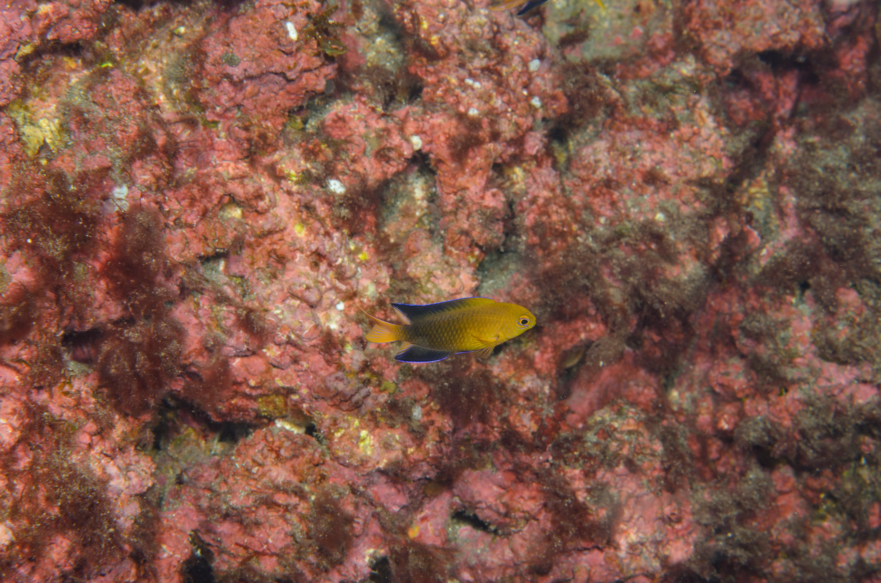 DSC_1233 – 2016, Chrisiptera, Easter, Island, Kermadec, NIWA, New, October 16, RV, Zealand, crispin, demoiselles, expedition, kermadecs, marine, nz, ocean, rapanui, reserve, sanctuary, seacology, seacologynz, tangaroa