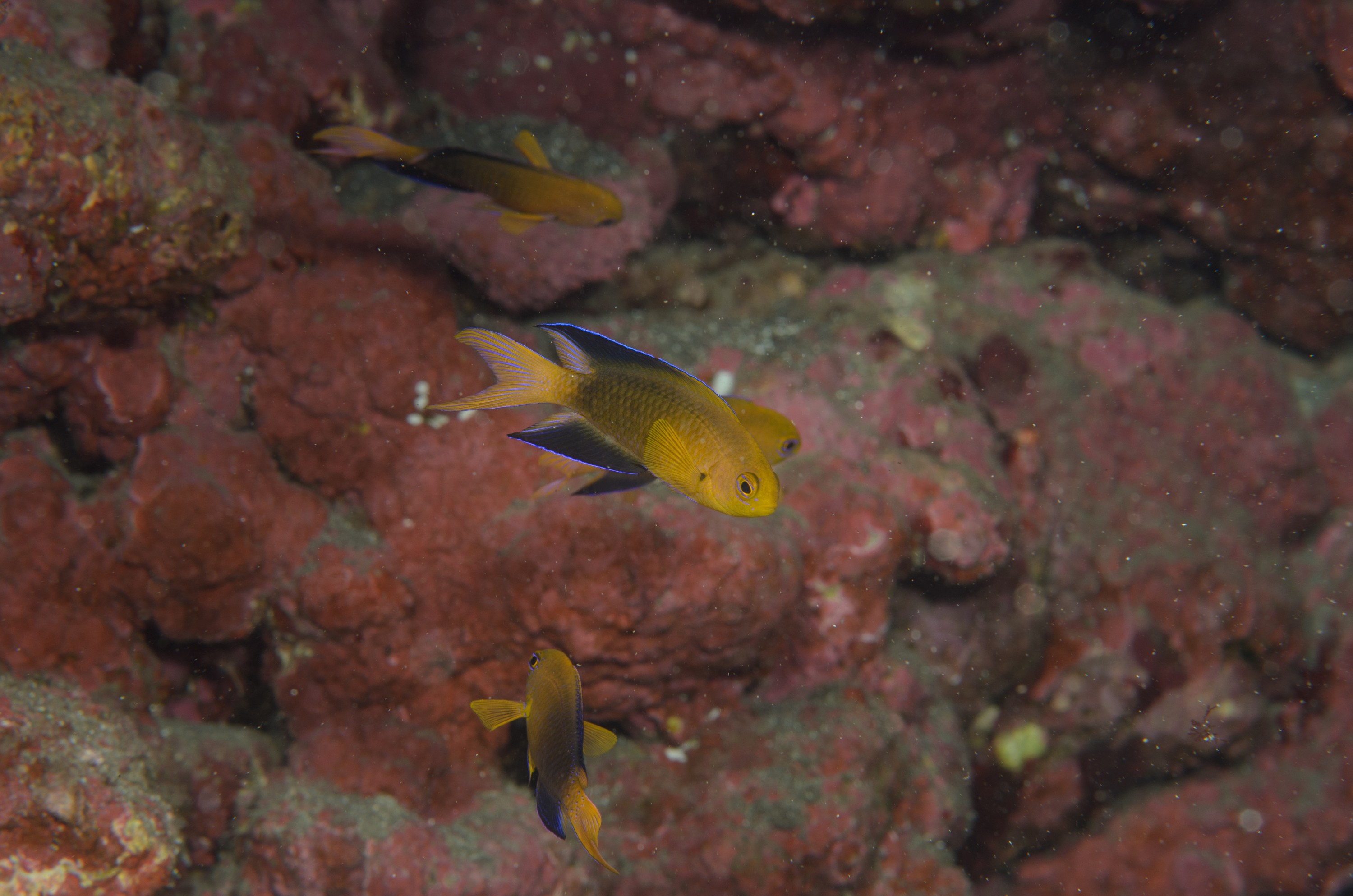 DSC_1243 – 2016, Chrisiptera, Easter, Island, Kermadec, NIWA, New, October 16, RV, Zealand, crispin, demoiselles, expedition, kermadecs, marine, nz, ocean, rapanui, reserve, sanctuary, seacology, seacologynz, tangaroa