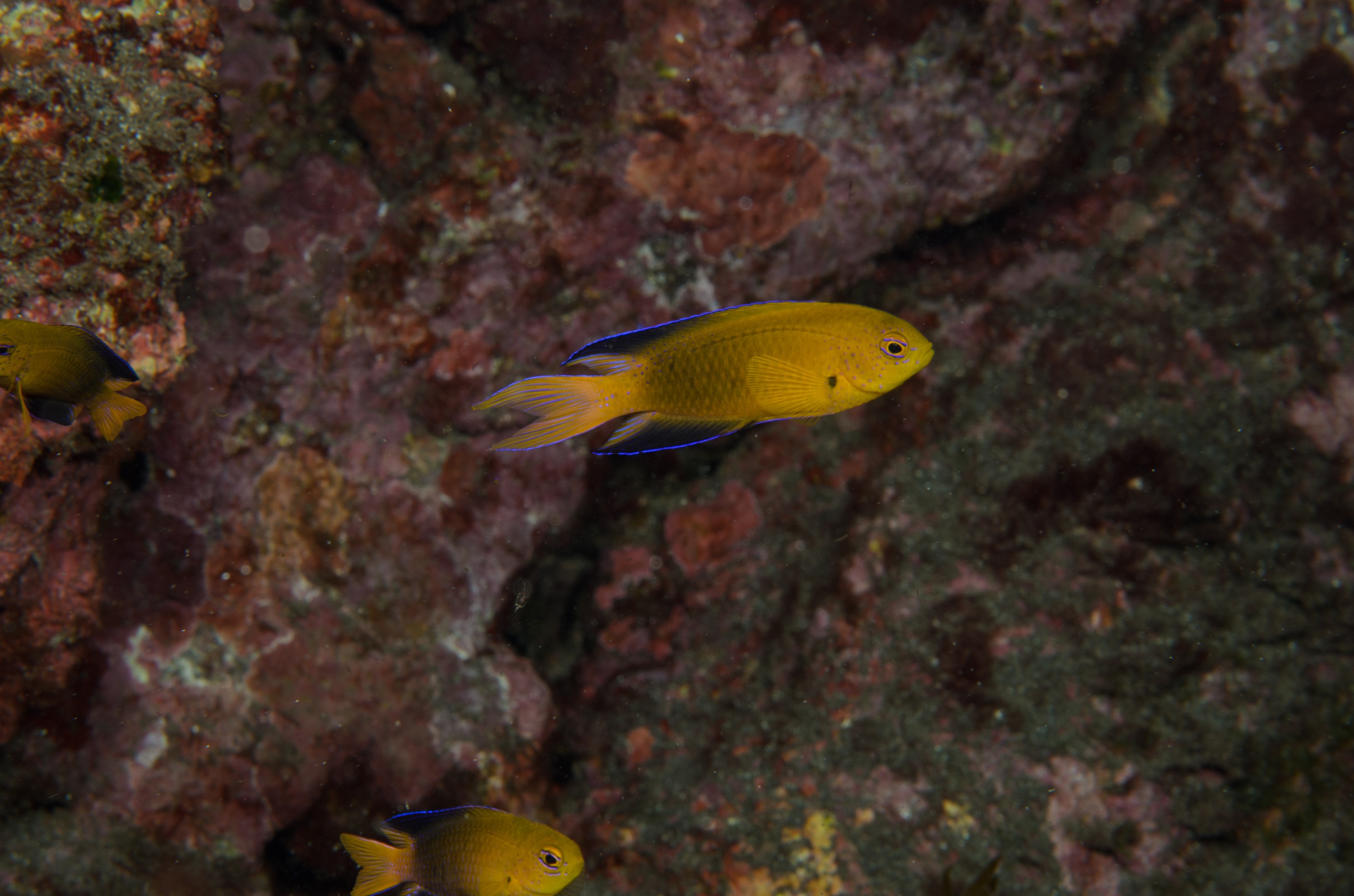 DSC_1250 – 2016, Chrisiptera, Easter, Island, Kermadec, NIWA, New, October 16, RV, Zealand, crispin, demoiselles, expedition, kermadecs, marine, nz, ocean, rapanui, reserve, sanctuary, seacology, seacologynz, tangaroa