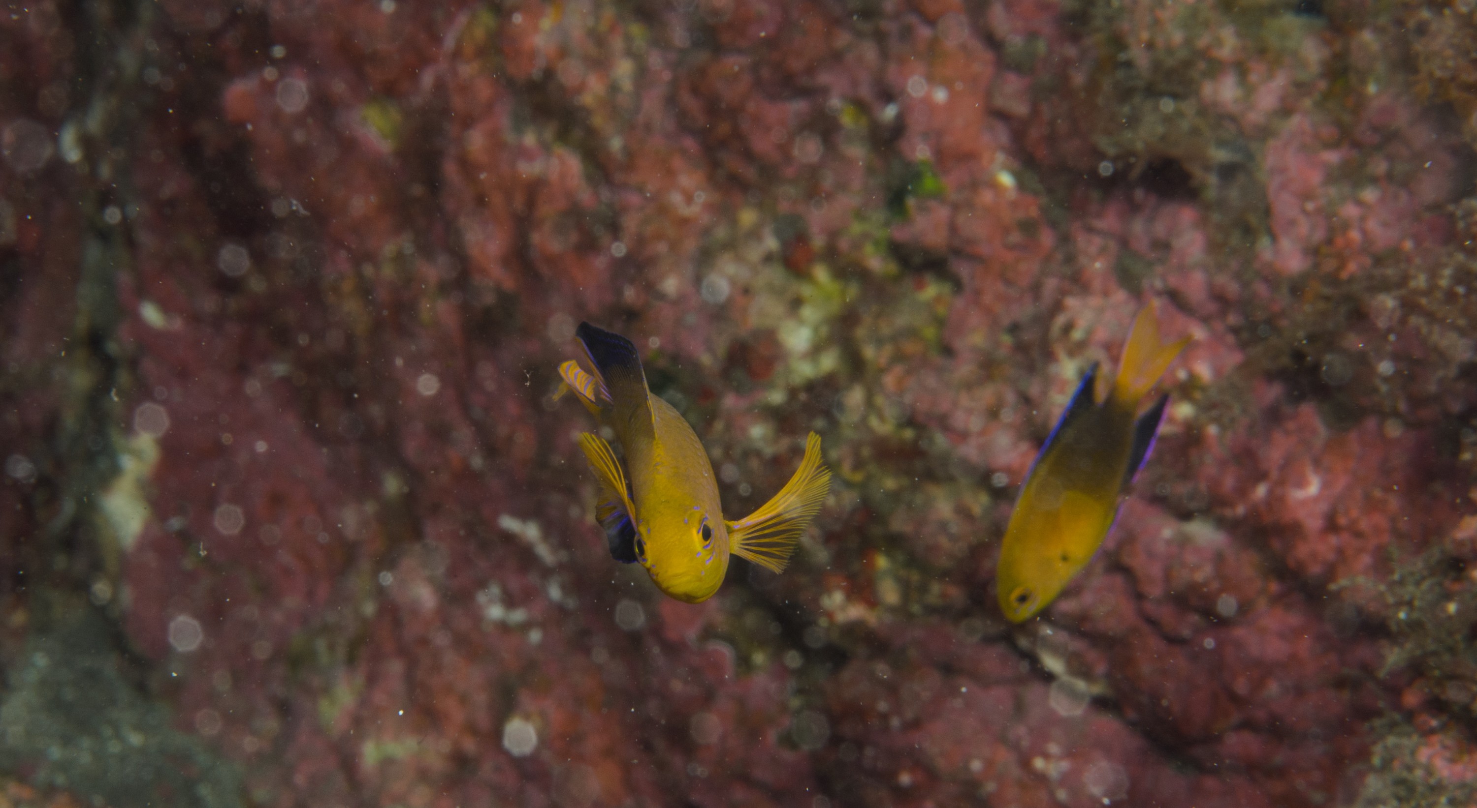 DSC_1257 – 2016, Chrisiptera, Easter, Island, Kermadec, NIWA, New, October 16, RV, Zealand, crispin, demoiselles, expedition, kermadecs, marine, nz, ocean, rapanui, reserve, sanctuary, seacology, seacologynz, tangaroa