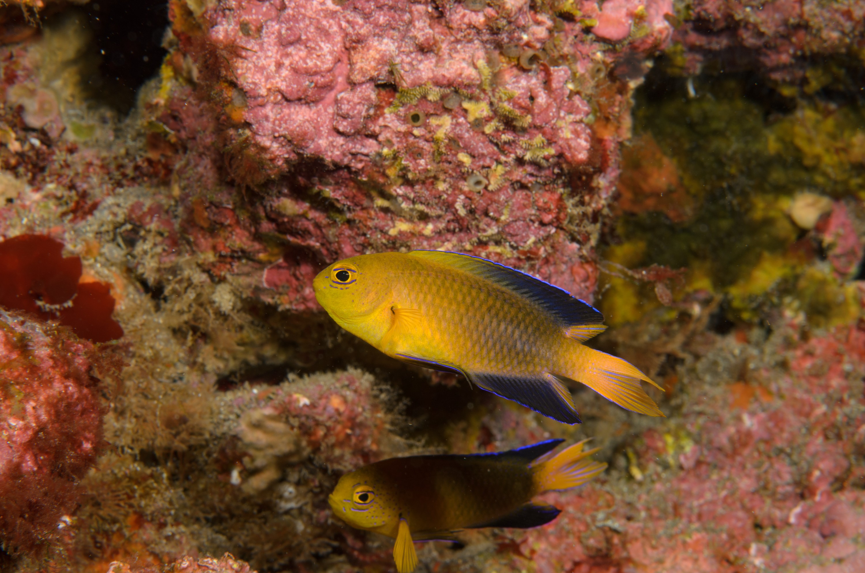 DSC_1264 – 2016, Chrisiptera, Easter, Island, Kermadec, NIWA, New, October 16, RV, Zealand, crispin, demoiselles, expedition, kermadecs, marine, nz, ocean, rapanui, reserve, sanctuary, seacology, seacologynz, tangaroa