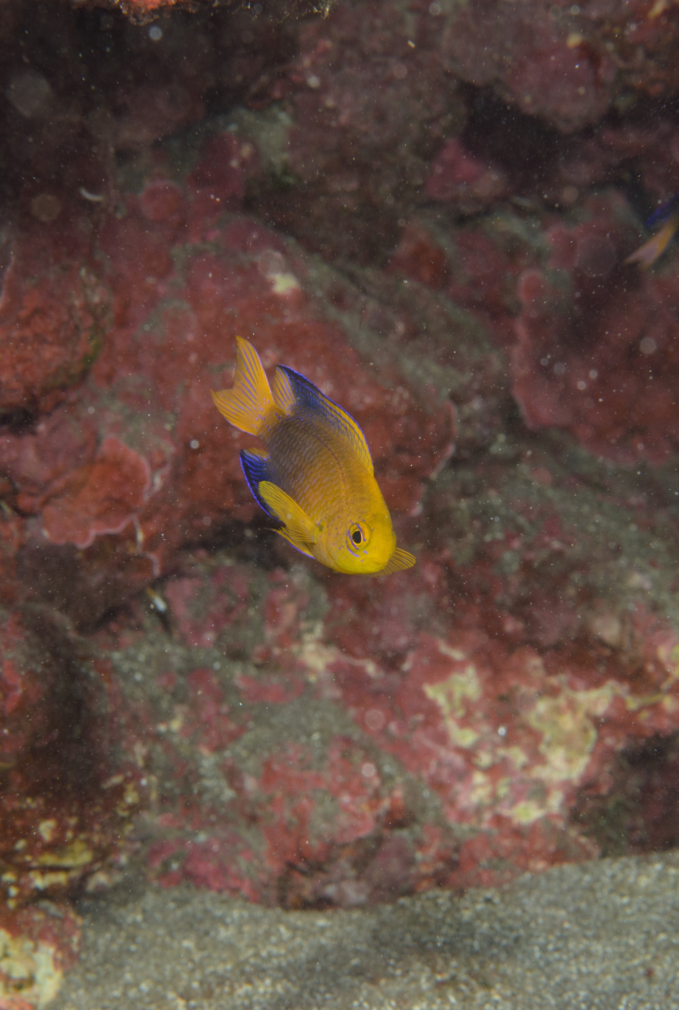 DSC_1266 – 2016, Chrisiptera, Easter, Island, Kermadec, NIWA, New, October 16, RV, Zealand, crispin, demoiselles, expedition, kermadecs, marine, nz, ocean, rapanui, reserve, sanctuary, seacology, seacologynz, tangaroa