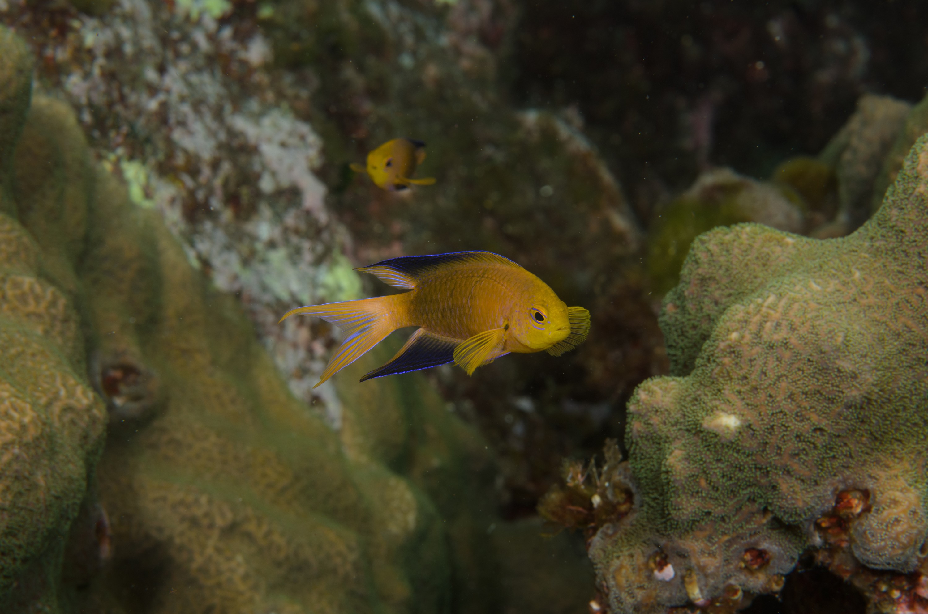 DSC_1282 – 2016, Chrisiptera, Easter, Island, Kermadec, NIWA, New, October 16, RV, Zealand, crispin, demoiselles, expedition, kermadecs, marine, nz, ocean, rapanui, reserve, sanctuary, seacology, seacologynz, tangaroa