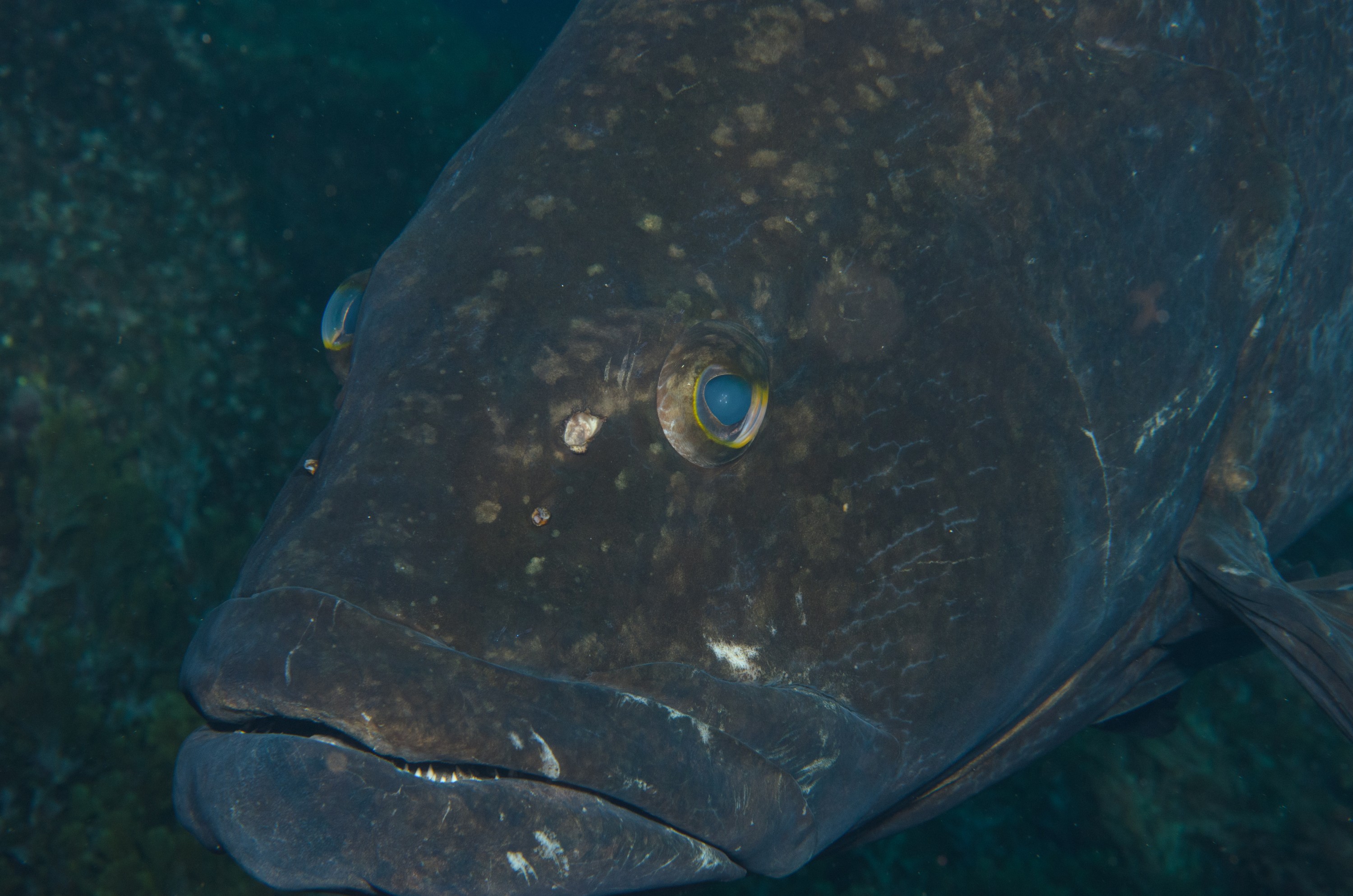 DSC_1309 – 2016, Epinephelus, Kermadec, NIWA, New, October 16, RV, Zealand, black, crispin, daemelii, expedition, grouper, kermadecs, marine, nz, ocean, reserve, sanctuary, seacology, seacologynz, spotted, tangaroa