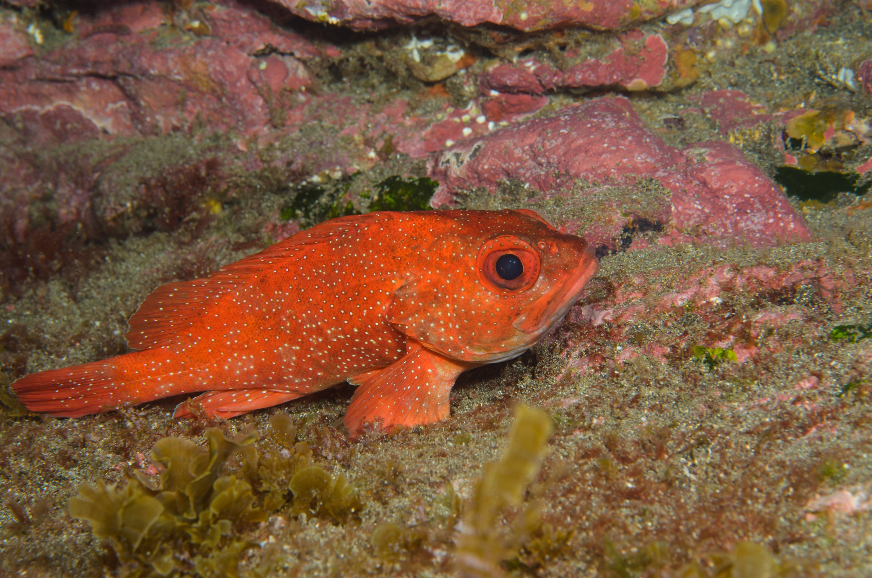 DSC_1329 – 2016, Kermadec, NIWA, New, October 16, RV, Toadstool, Trachypoma, Zealand, crispin, expedition, grouper, kermadecs, macracanthus, marine, nz, ocean, reserve, sanctuary, seacology, seacologynz, tangaroa