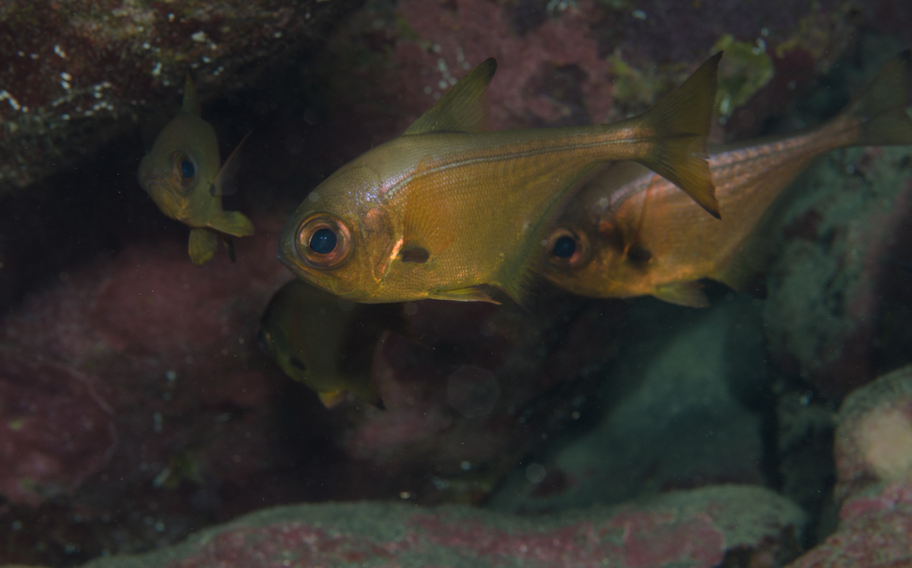 DSC_1342 – 2016, Bronze, Kermadec, NIWA, New, October 16, Pempheris, RV, Sweeper, Zealand, analis, crispin, expedition, kermadecs, marine, nz, ocean, reserve, sanctuary, seacology, seacologynz, tangaroa