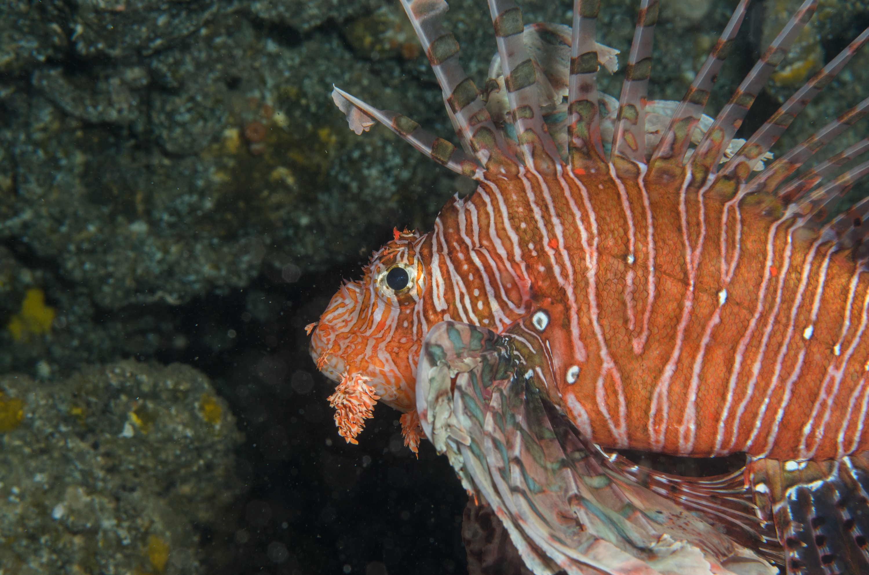 DSC_1380 – 2016, Kermadec, NIWA, New, October 16, Pterois, RV, Zealand, crispin, expedition, kermadecs, lionfish, marine, nz, ocean, reserve, sanctuary, seacology, seacologynz, tangaroa, volitans