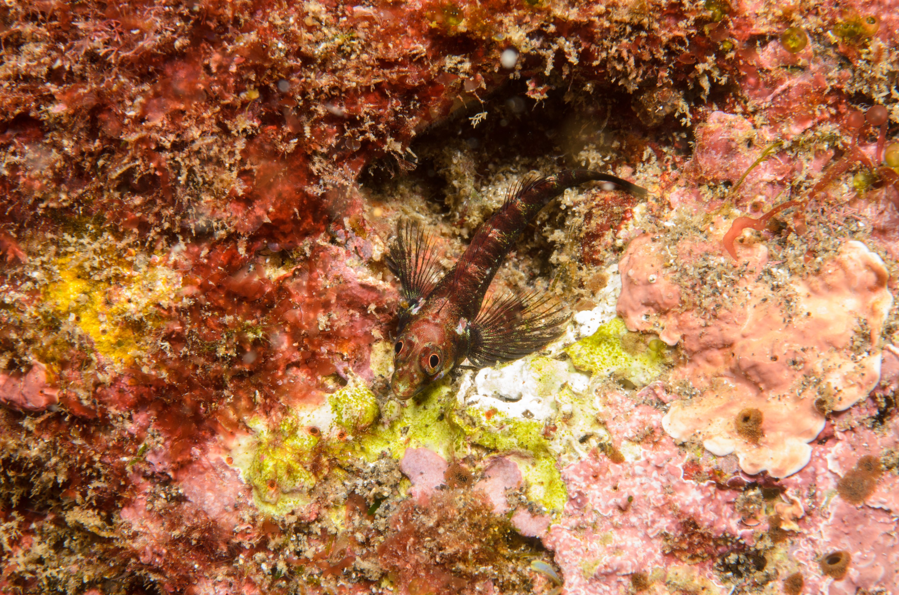 DSC_1386 – 2016, Enneapterygius, Kermadec, NIWA, New, October 16, RV, Zealand, crispin, expedition, kermadecensis, kermadecs, marine, nz, ocean, reserve, sanctuary, seacology, seacologynz, tangaroa, triplefin