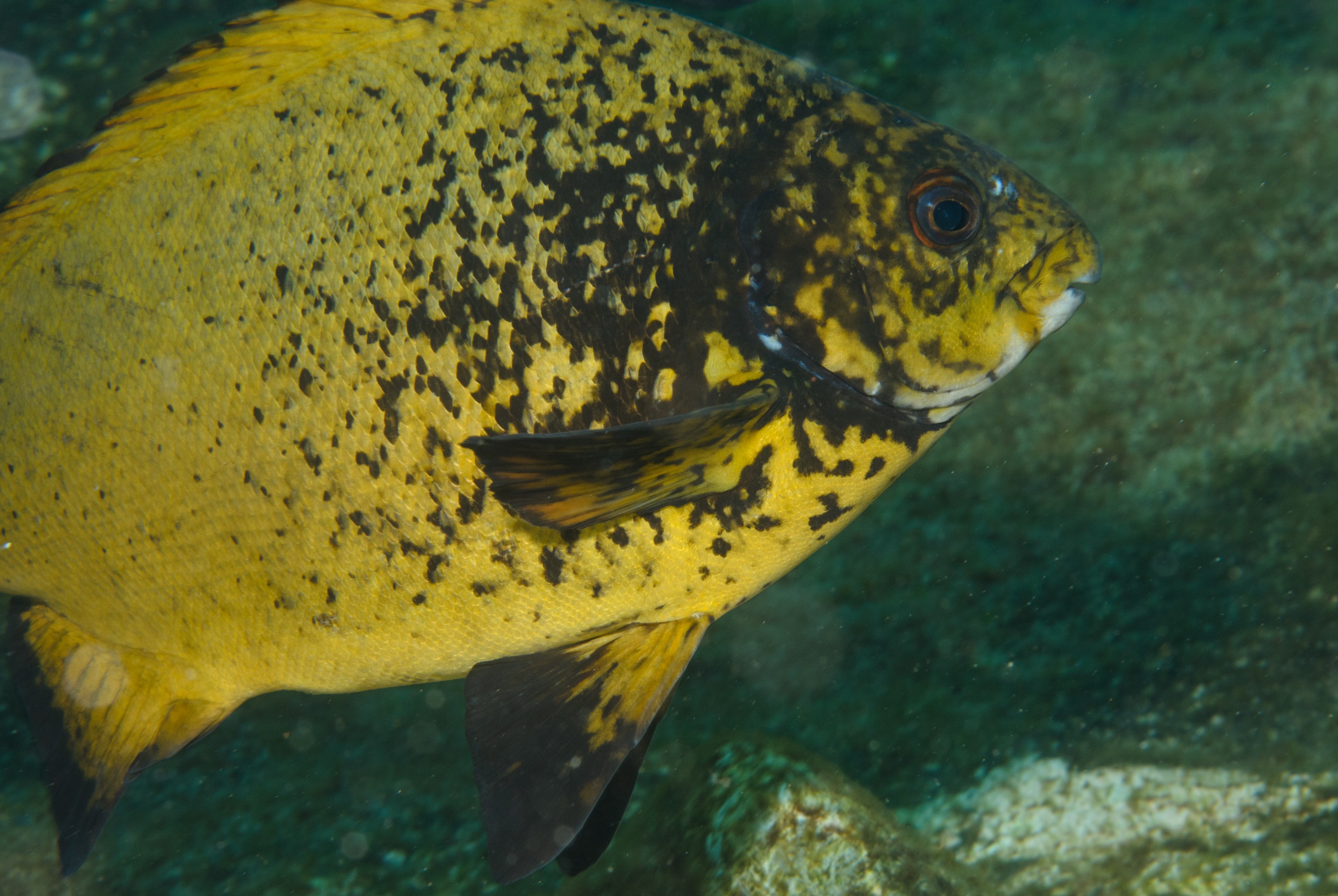 DSC_1389 – 2016, Drummer, Girella, Kermadec, NIWA, New, October 16, RV, Zealand, caramel, crispin, expedition, fimbriata, kermadecs, marine, nz, ocean, reserve, sanctuary, seacology, seacologynz, tangaroa