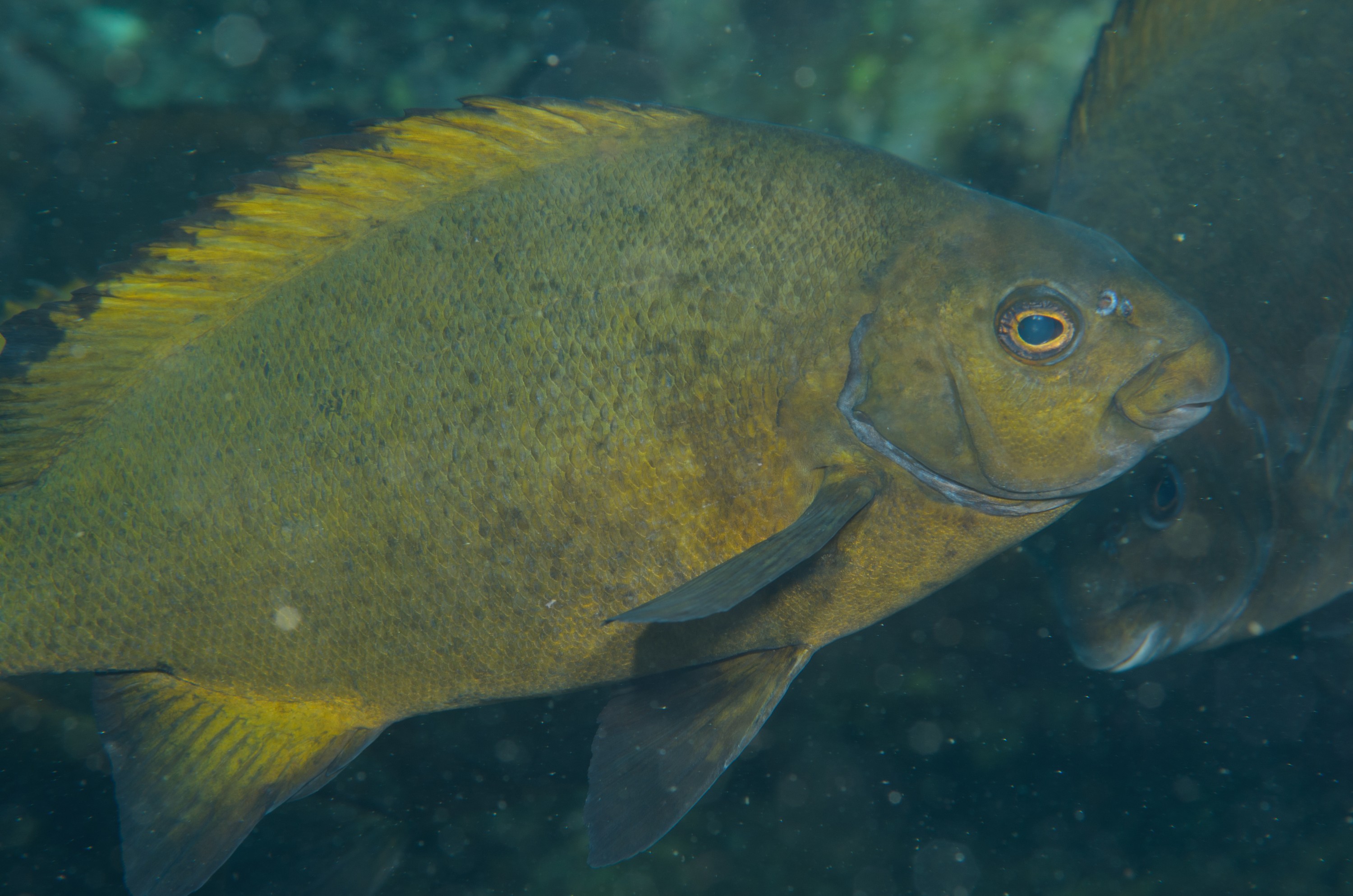 DSC_1396 – 2016, Drummer, Girella, Kermadec, NIWA, New, October 16, RV, Zealand, caramel, crispin, expedition, fimbriata, kermadecs, marine, nz, ocean, reserve, sanctuary, seacology, seacologynz, tangaroa