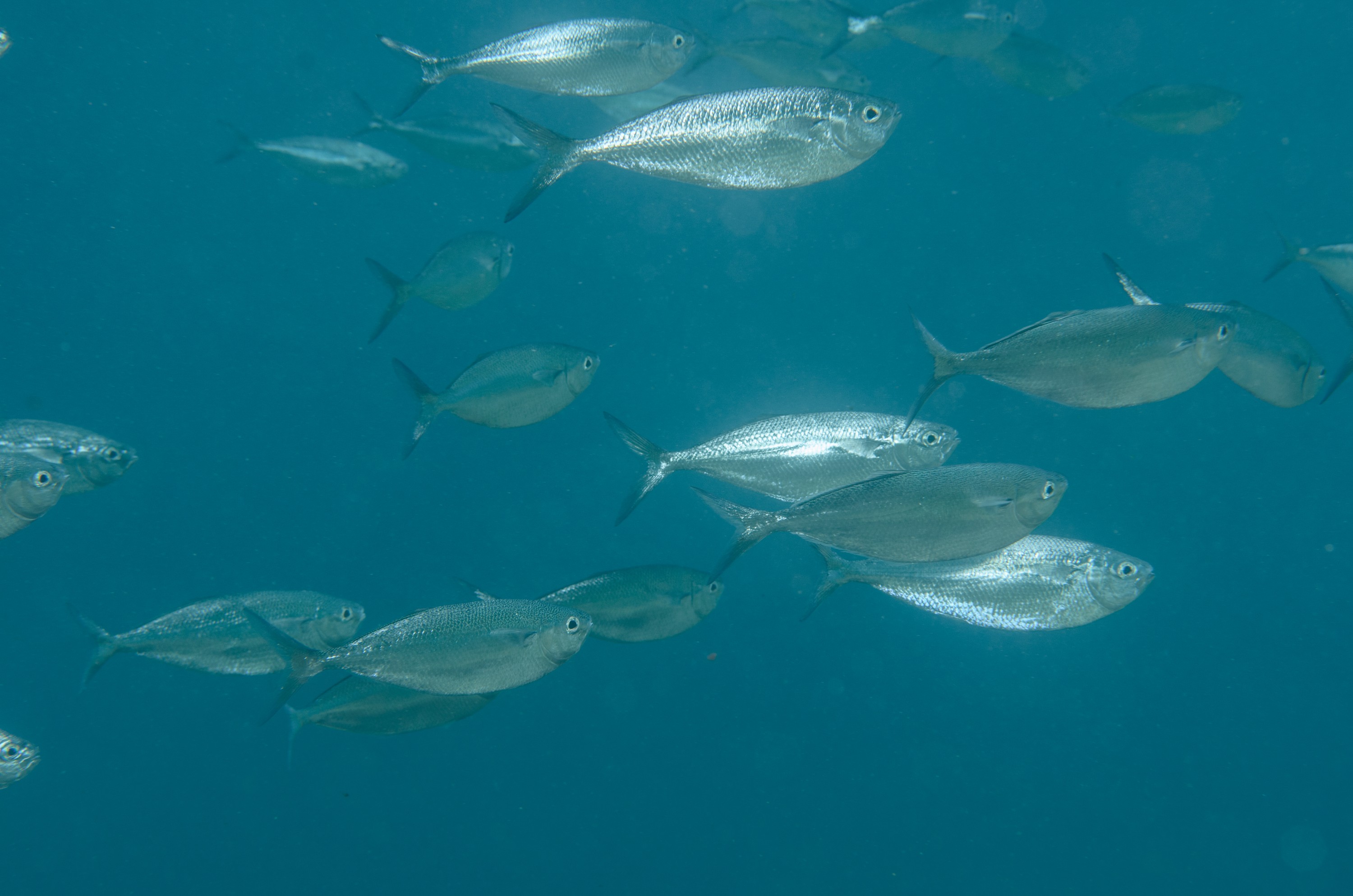 DSC_1404 – 2016, Bathystethus, Grey, Kermadec, Knifefish, NIWA, New, October 16, RV, Zealand, crispin, cultratus, expedition, kermadecs, marine, nz, ocean, reserve, sanctuary, seacology, seacologynz, tangaroa