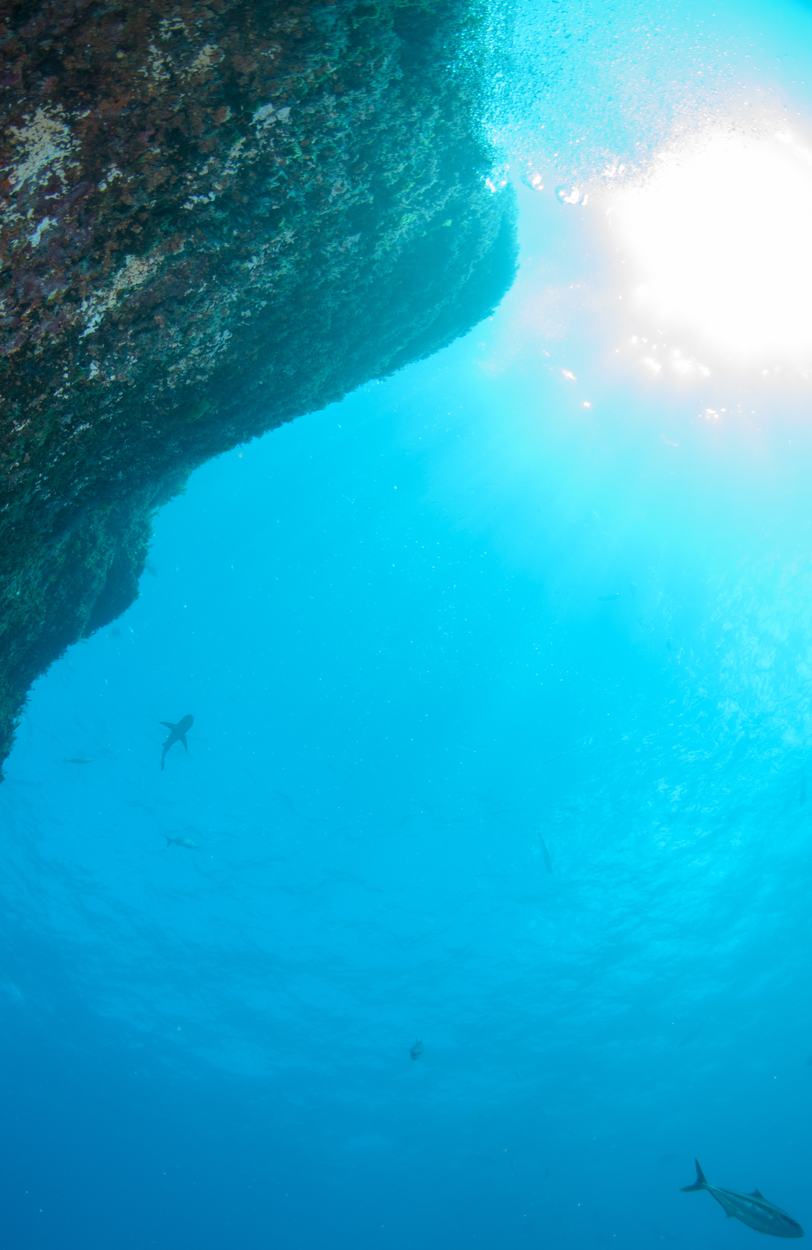 DSC_1554 – 2016, Kermadec, NIWA, New, October 16, RV, Zealand, crispin, expedition, kermadecs, marine, nz, ocean, reserve, sanctuary, seacology, seacologynz, tangaroa