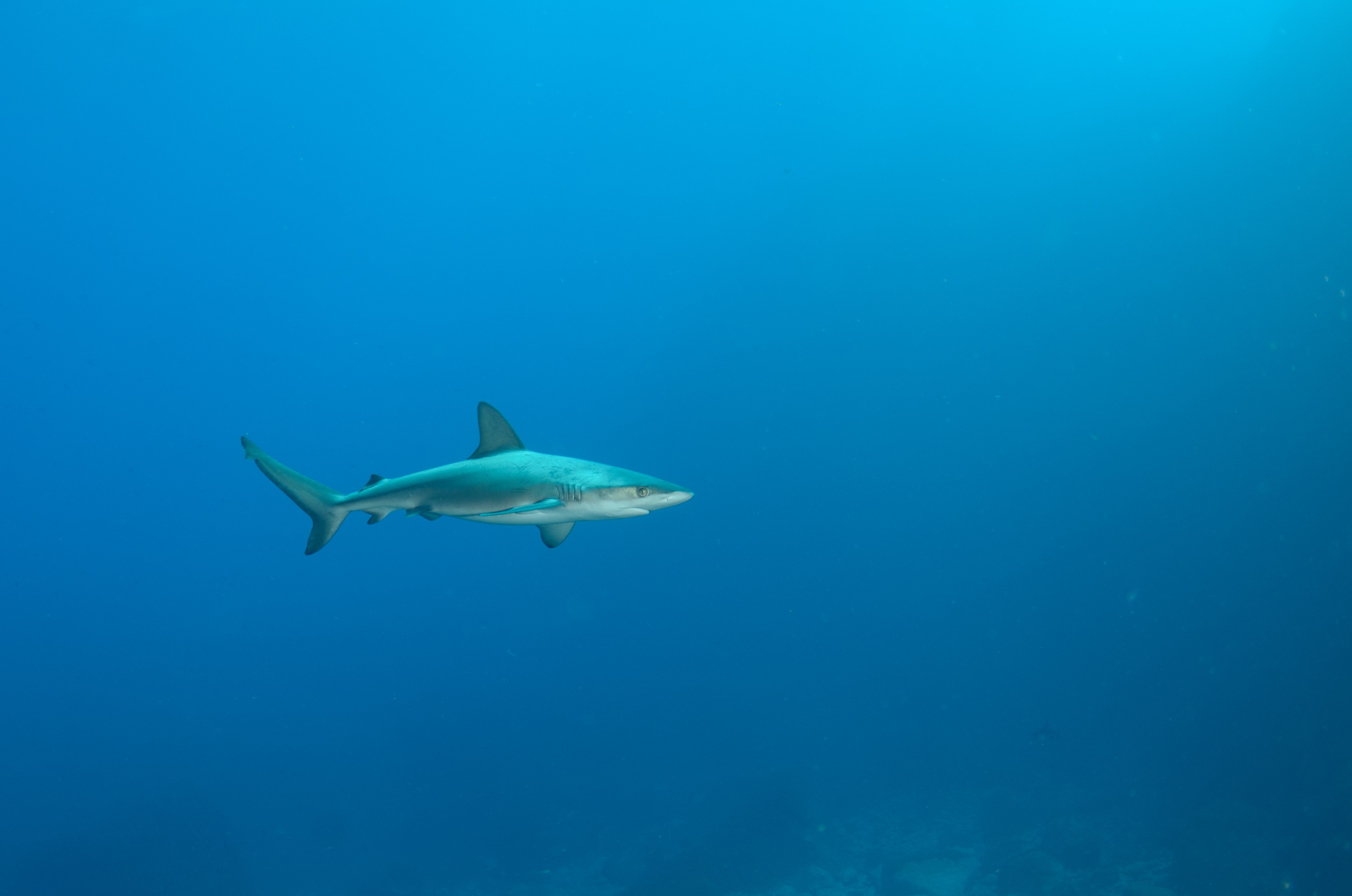 DSC_1568 – 2016, Carcharhinus, Kermadec, NIWA, New, October 16, RV, Zealand, crispin, expedition, galapagensis, galapagos, havre, kermadecs, marine, nz, ocean, reserve, rock, sanctuary, seacology, seacologynz, shark, tangaroa