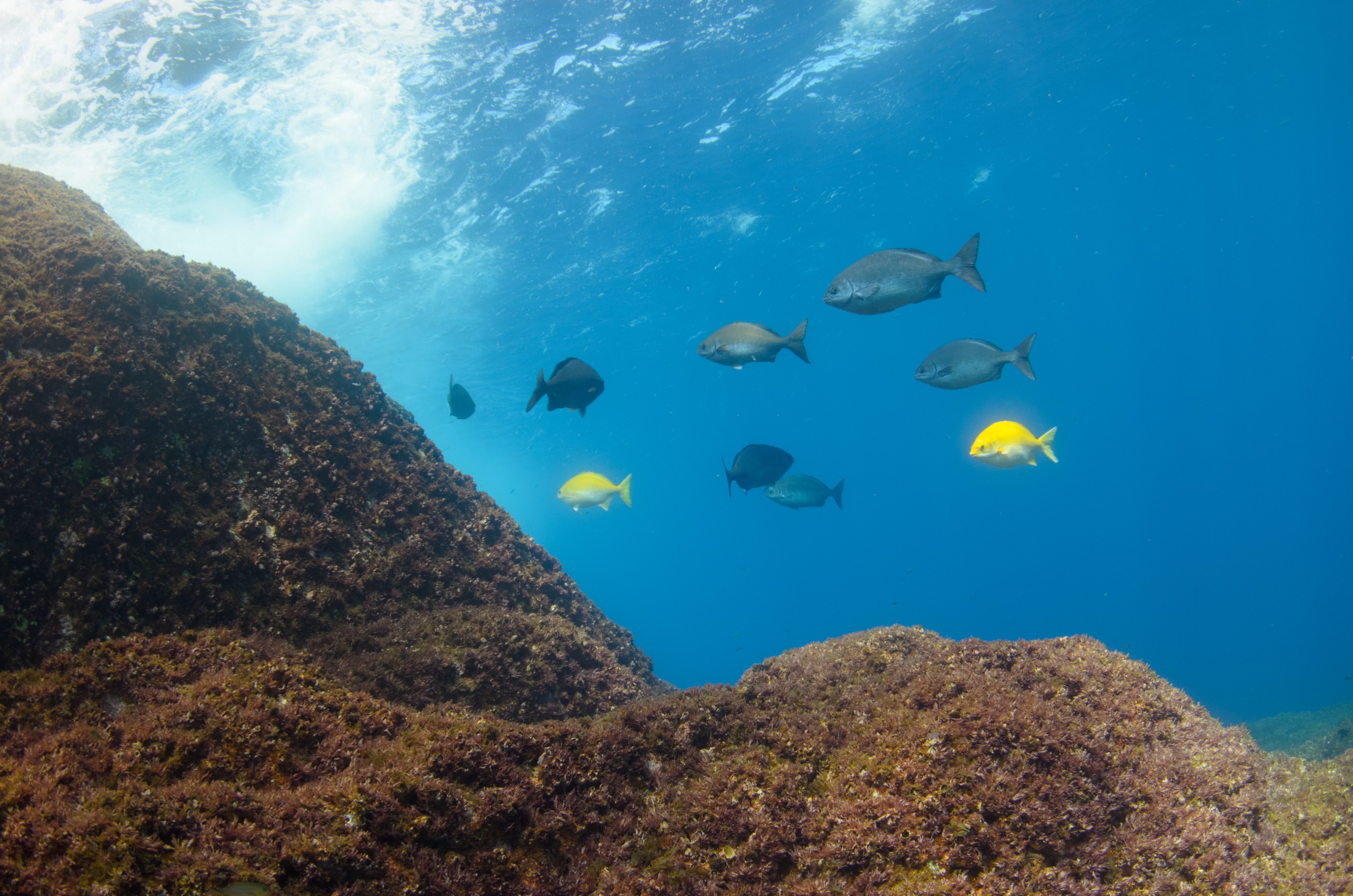 DSC_1615 – 2016, Kermadec, NIWA, New, October 16, RV, Zealand, crispin, expedition, kermadecs, marine, nz, ocean, reserve, sanctuary, seacology, seacologynz, tangaroa