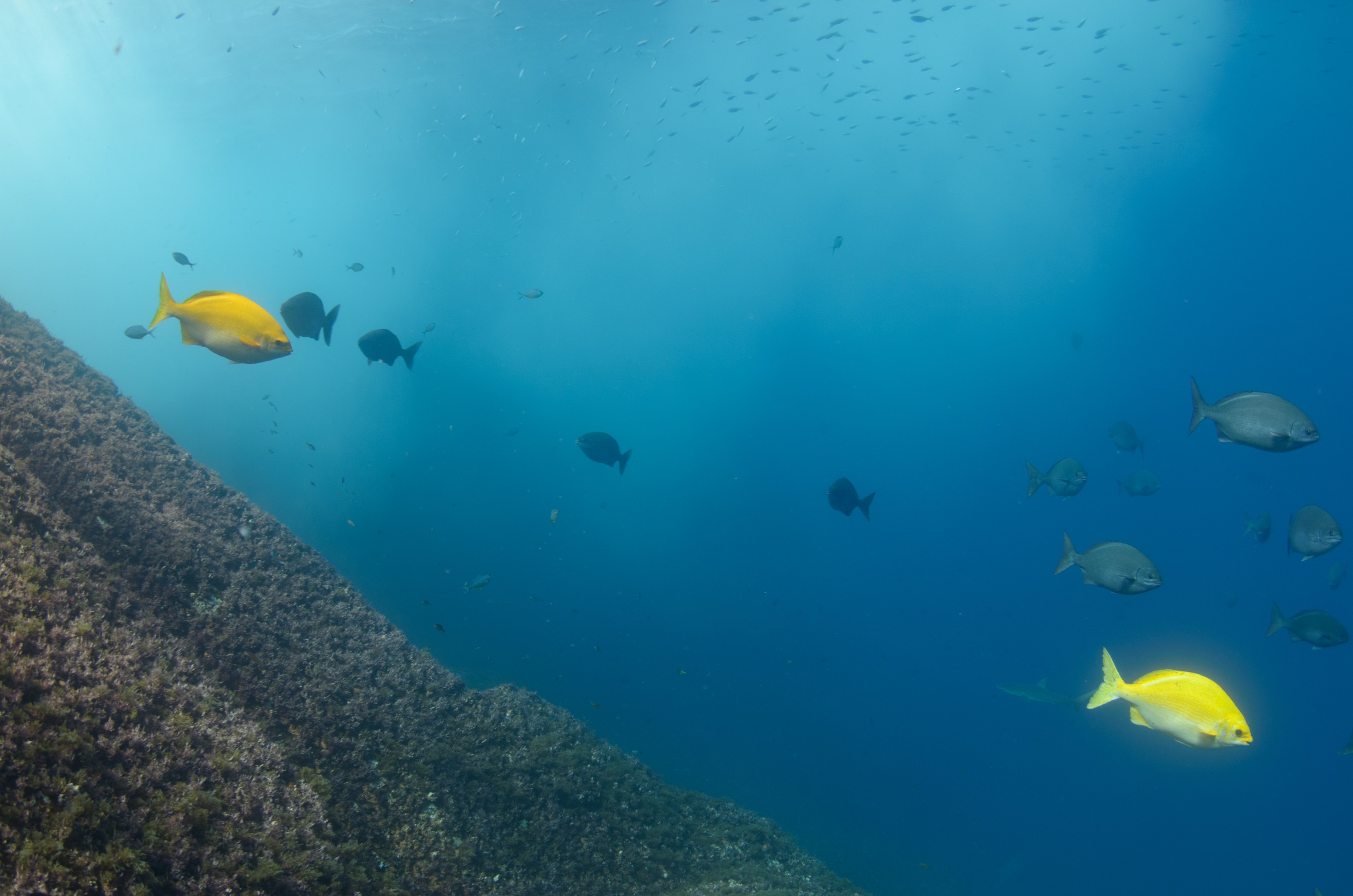 DSC_1632 – 2016, Kermadec, NIWA, New, October 16, RV, Zealand, crispin, expedition, kermadecs, marine, nz, ocean, reserve, sanctuary, seacology, seacologynz, tangaroa