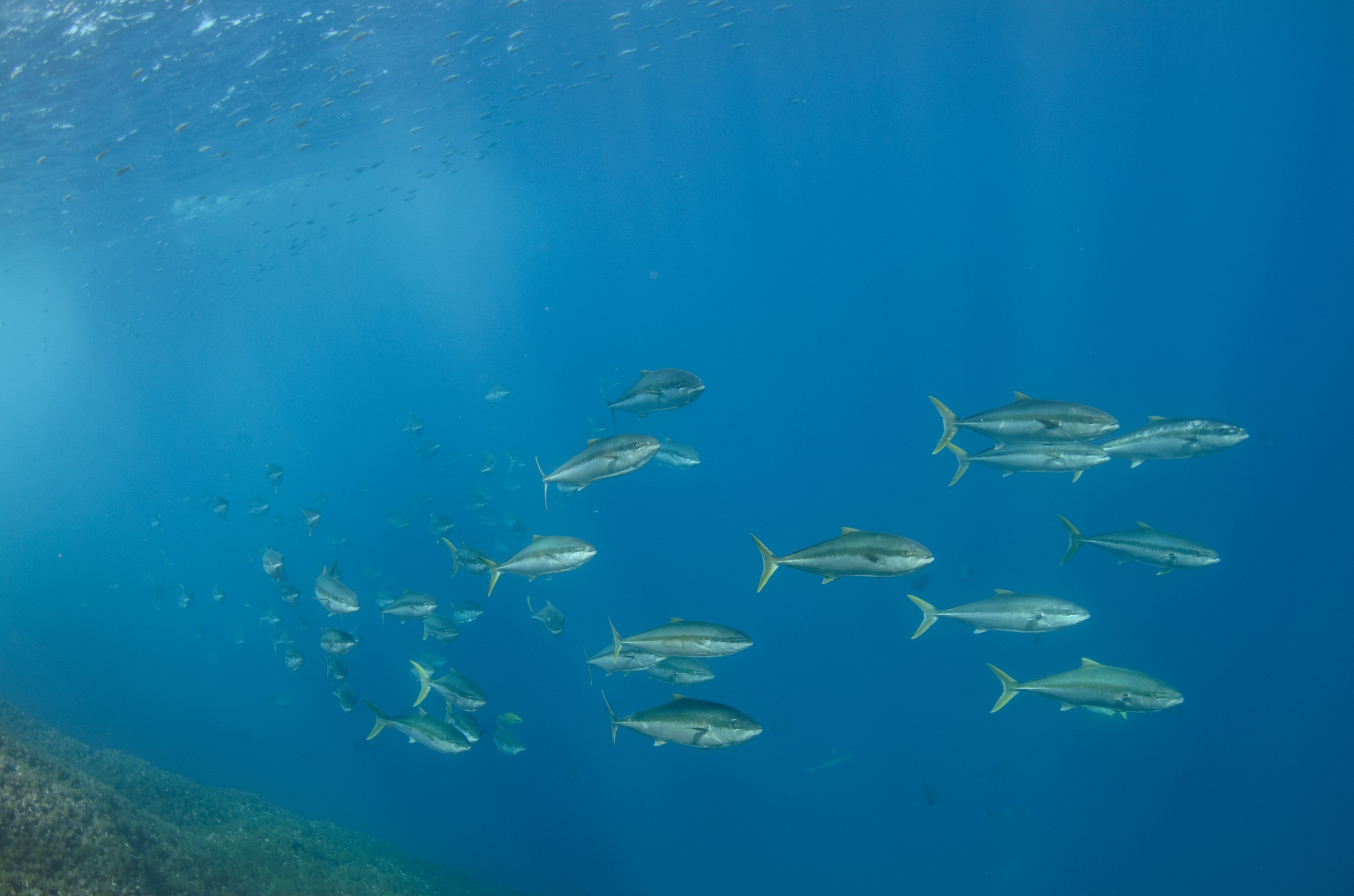 DSC_1635 – 2016, Kermadec, NIWA, New, October 16, RV, Seriola, Zealand, crispin, expedition, kermadecs, kingfish, lalandi, marine, nz, ocean, reserve, sanctuary, seacology, seacologynz, tangaroa
