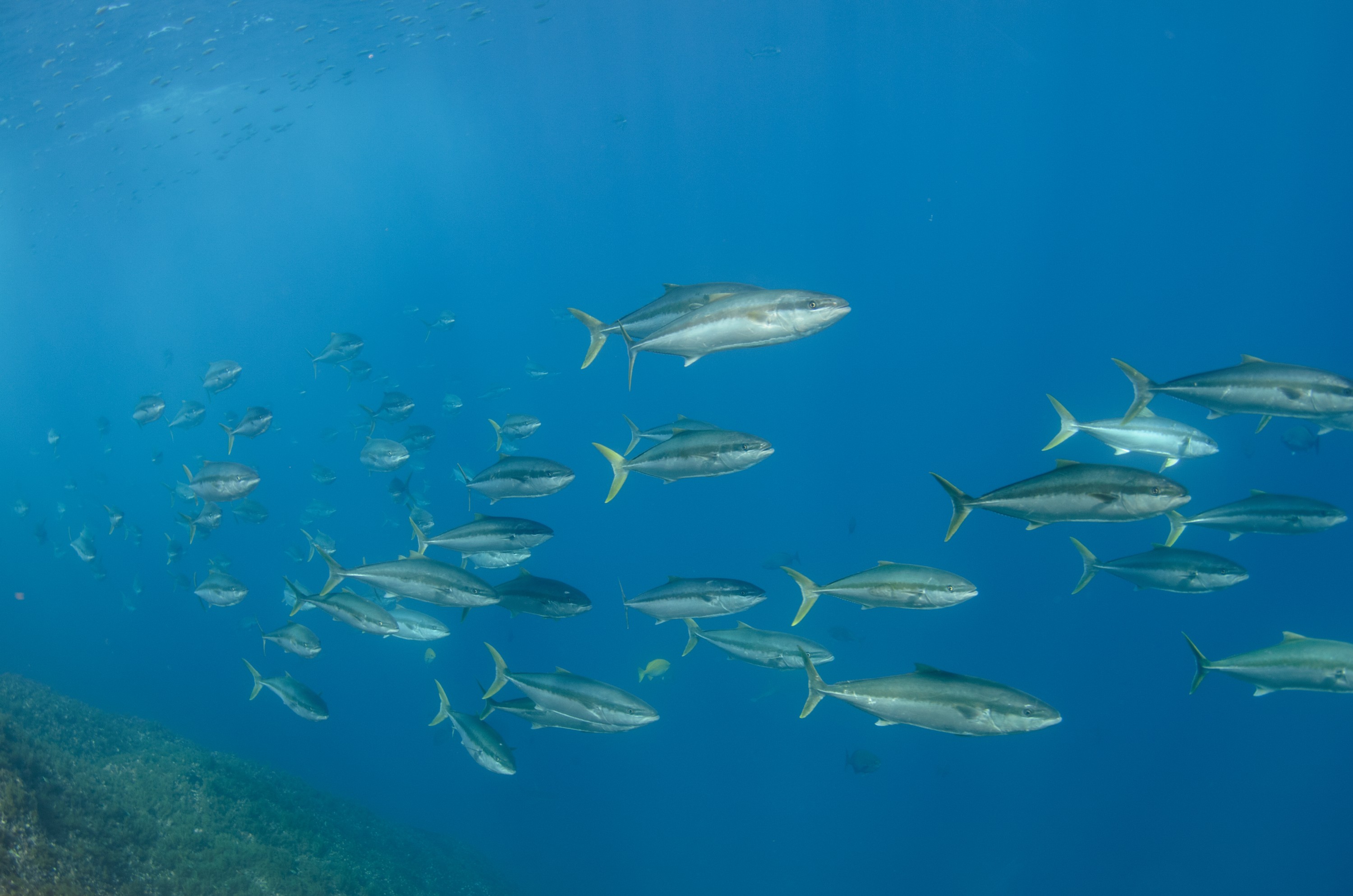 DSC_1636 – 2016, Kermadec, NIWA, New, October 16, RV, Seriola, Zealand, crispin, expedition, kermadecs, kingfish, lalandi, marine, nz, ocean, reserve, sanctuary, seacology, seacologynz, tangaroa