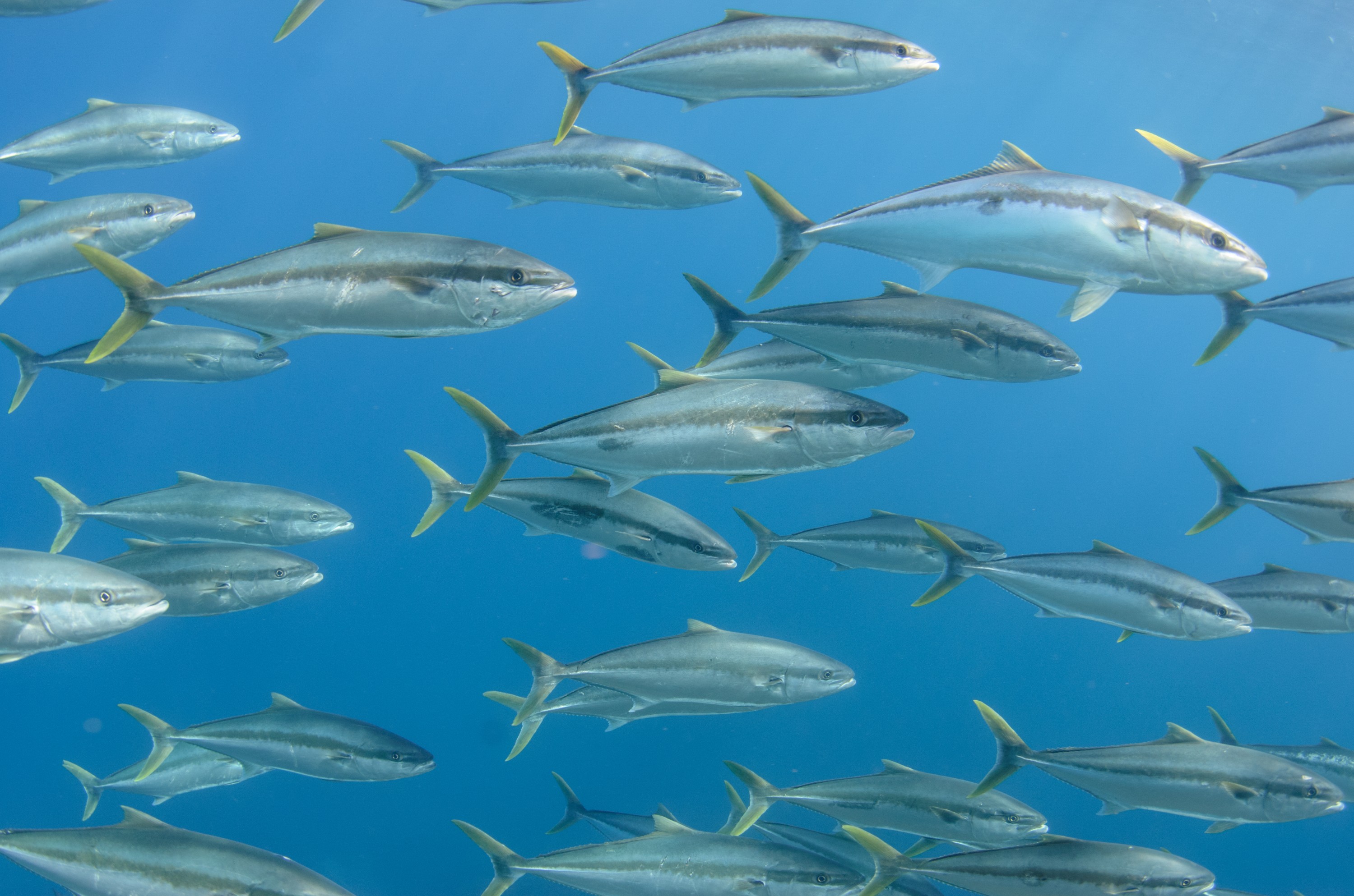 DSC_1639 – 2016, Kermadec, NIWA, New, October 16, RV, Seriola, Zealand, crispin, expedition, kermadecs, kingfish, lalandi, marine, nz, ocean, reserve, sanctuary, seacology, seacologynz, tangaroa