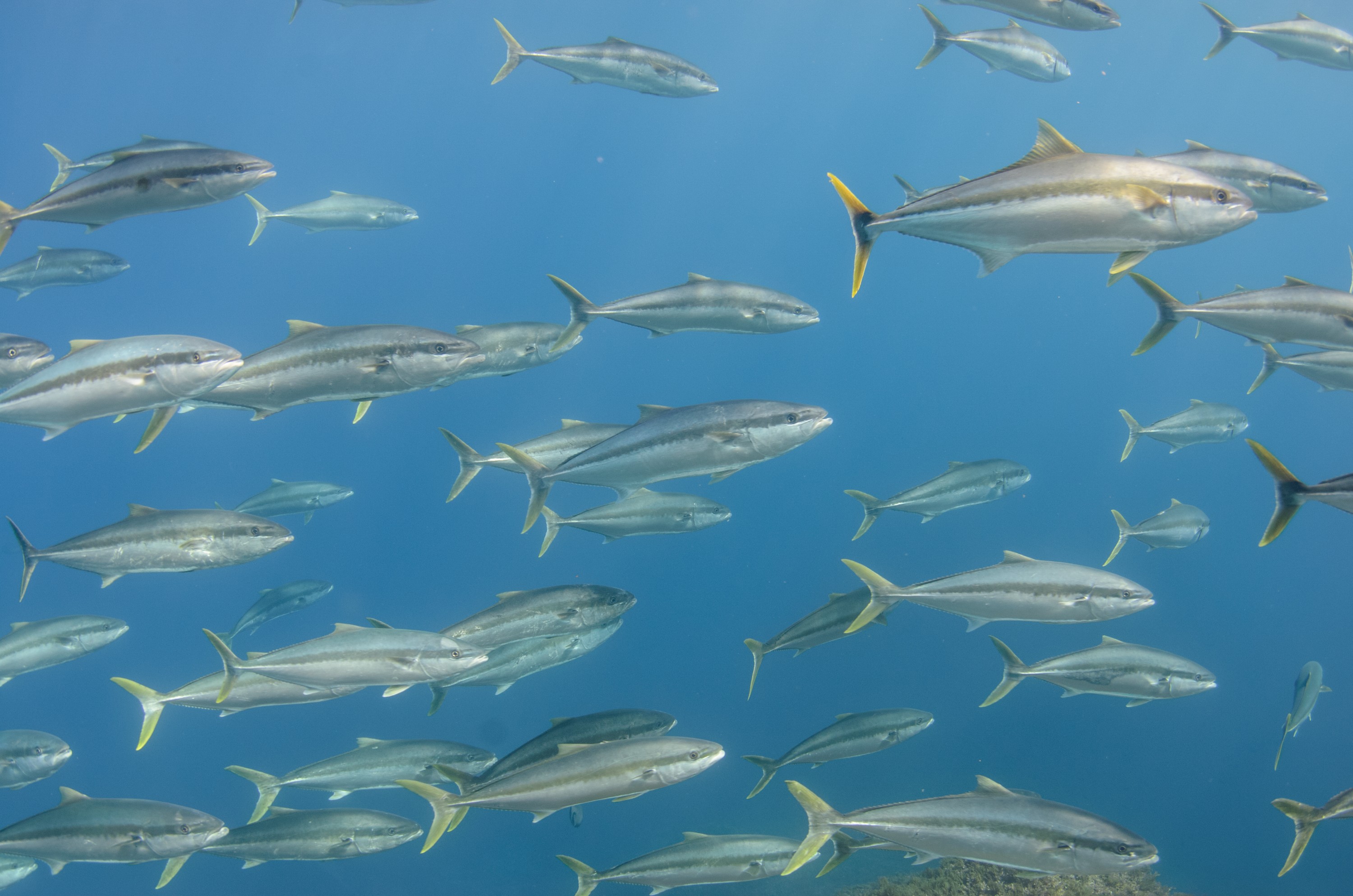 DSC_1641 – 2016, Kermadec, NIWA, New, October 16, RV, Seriola, Zealand, crispin, expedition, kermadecs, kingfish, lalandi, marine, nz, ocean, reserve, sanctuary, seacology, seacologynz, tangaroa
