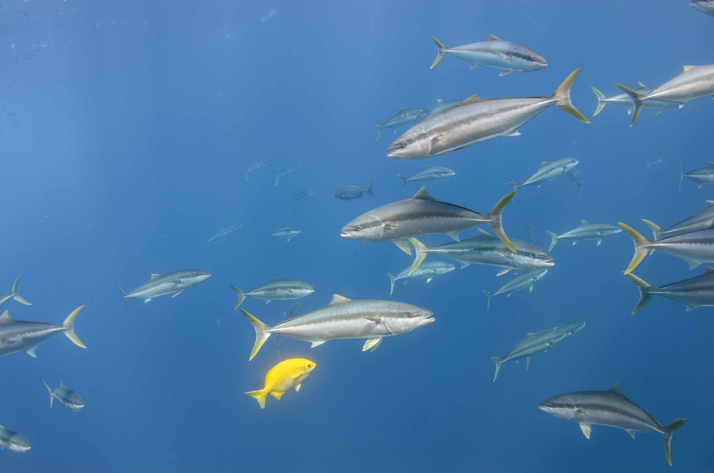 DSC_1644 – 2016, Kermadec, NIWA, New, October 16, RV, Seriola, Zealand, crispin, expedition, kermadecs, kingfish, lalandi, marine, nz, ocean, reserve, sanctuary, seacology, seacologynz, tangaroa
