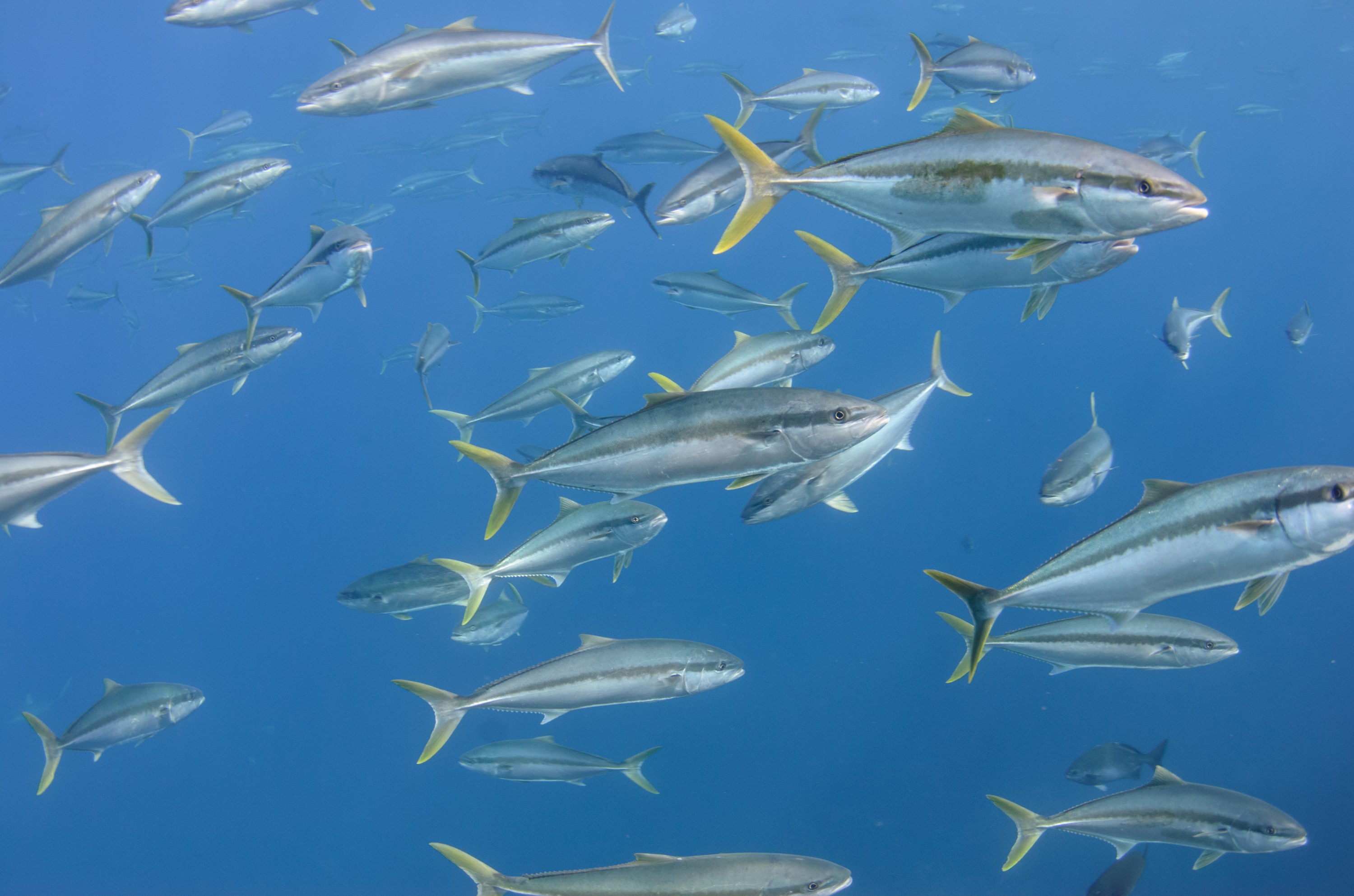 DSC_1651 – 2016, Kermadec, NIWA, New, October 16, RV, Seriola, Zealand, crispin, expedition, kermadecs, kingfish, lalandi, marine, nz, ocean, reserve, sanctuary, seacology, seacologynz, tangaroa
