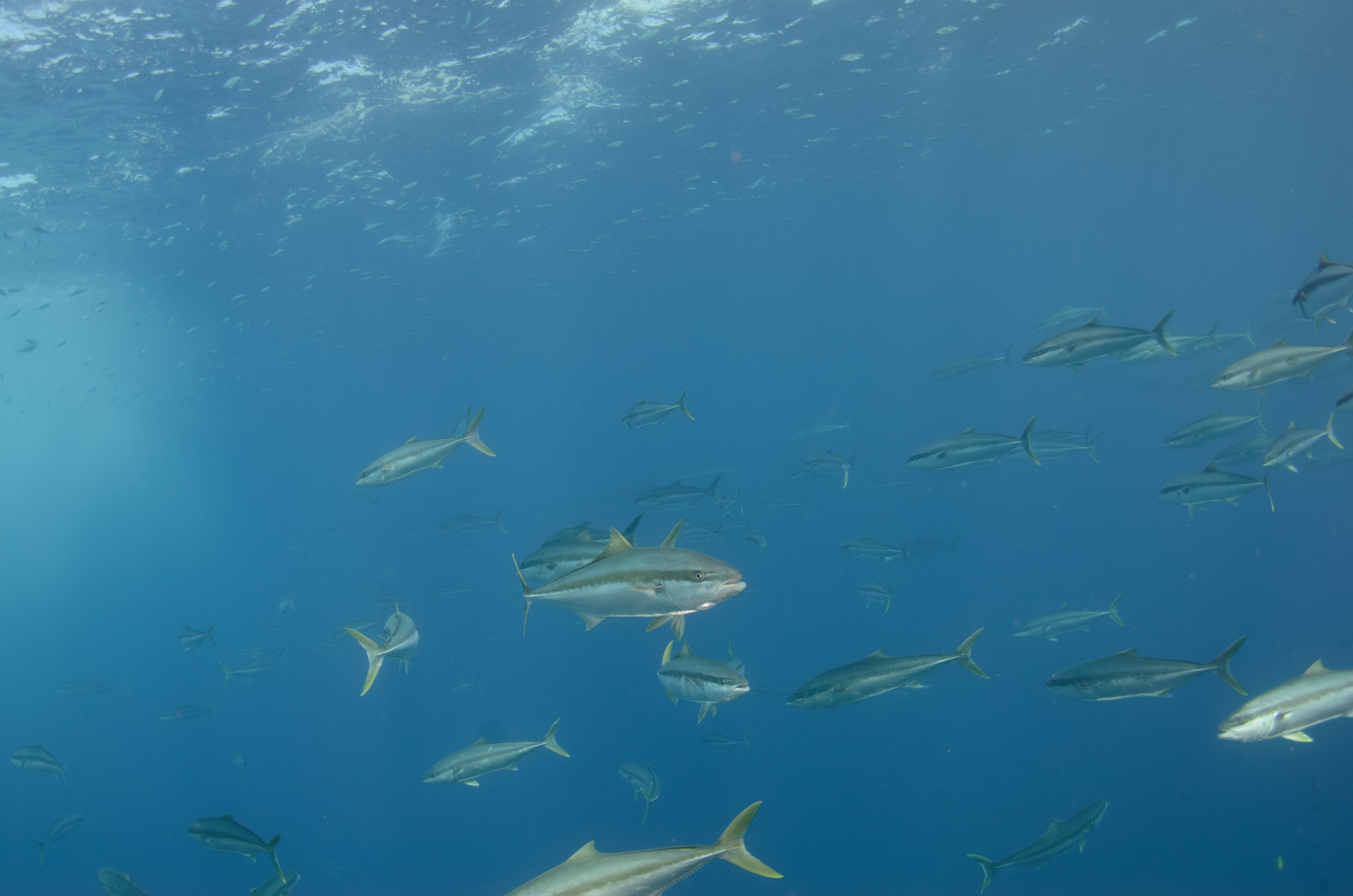 DSC_1652 – 2016, Kermadec, NIWA, New, October 16, RV, Seriola, Zealand, crispin, expedition, kermadecs, kingfish, lalandi, marine, nz, ocean, reserve, sanctuary, seacology, seacologynz, tangaroa