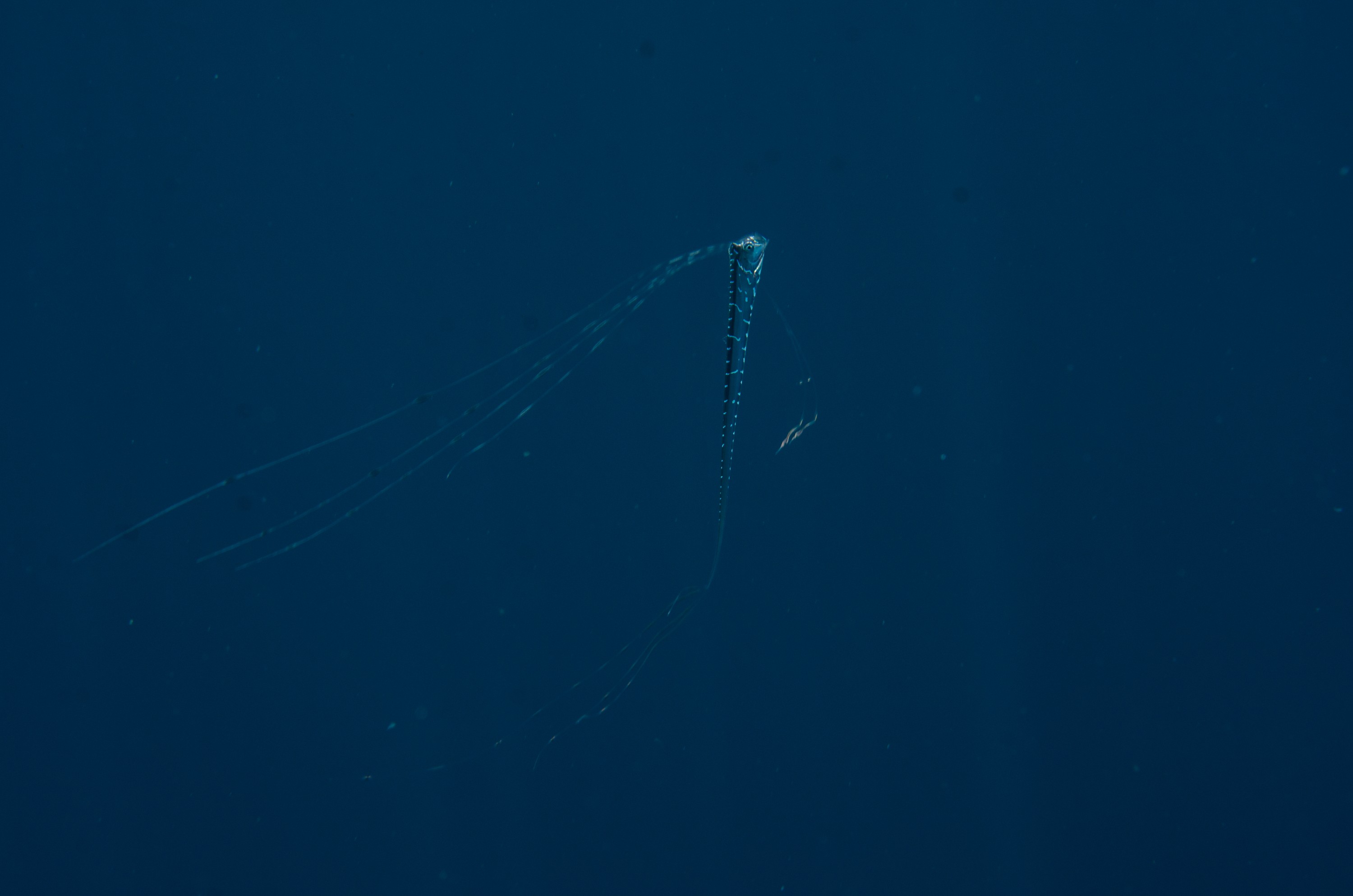 DSC_4852