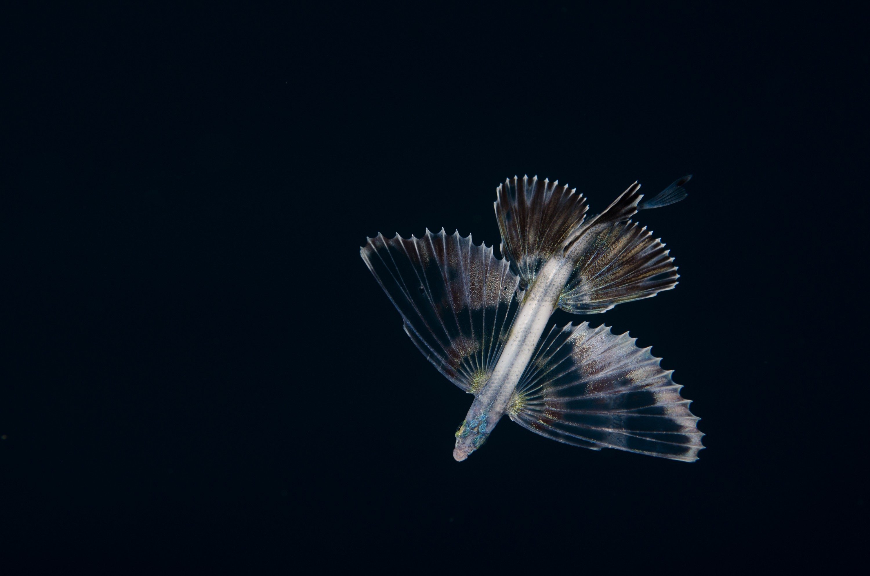 DSC_6071
