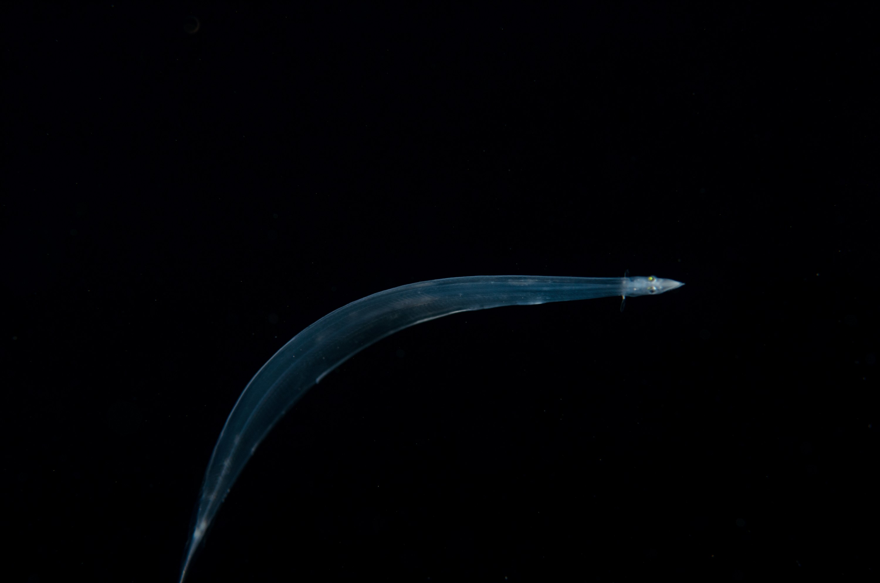 DSC_7785 – Crispin, PKI010916, eel, knights, larva, leptocephalus, marine, new, nz, pelagic, poor, reserve, transparent, underwater, www.seacologynz.com, zealand