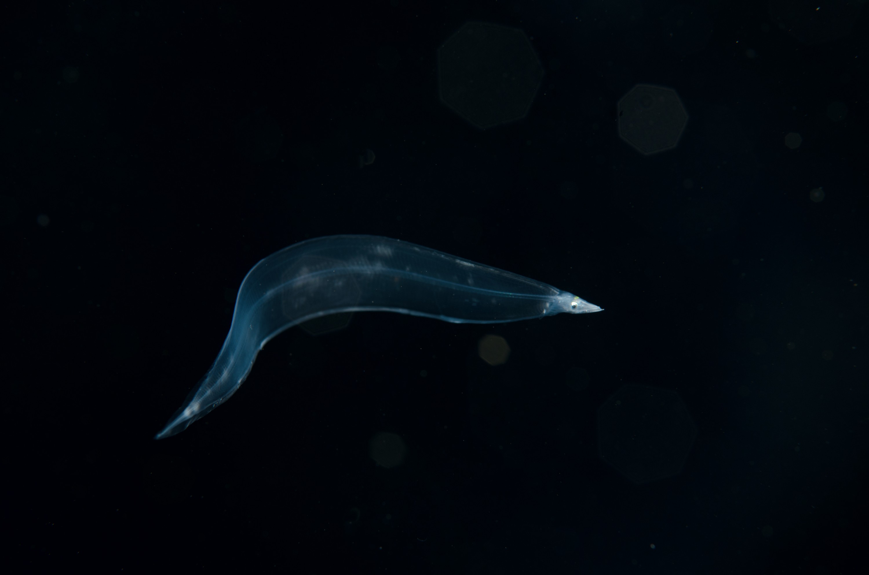 DSC_7794 – Crispin, PKI010916, eel, knights, larva, leptocephalus, marine, new, nz, pelagic, poor, reserve, transparent, underwater, www.seacologynz.com, zealand