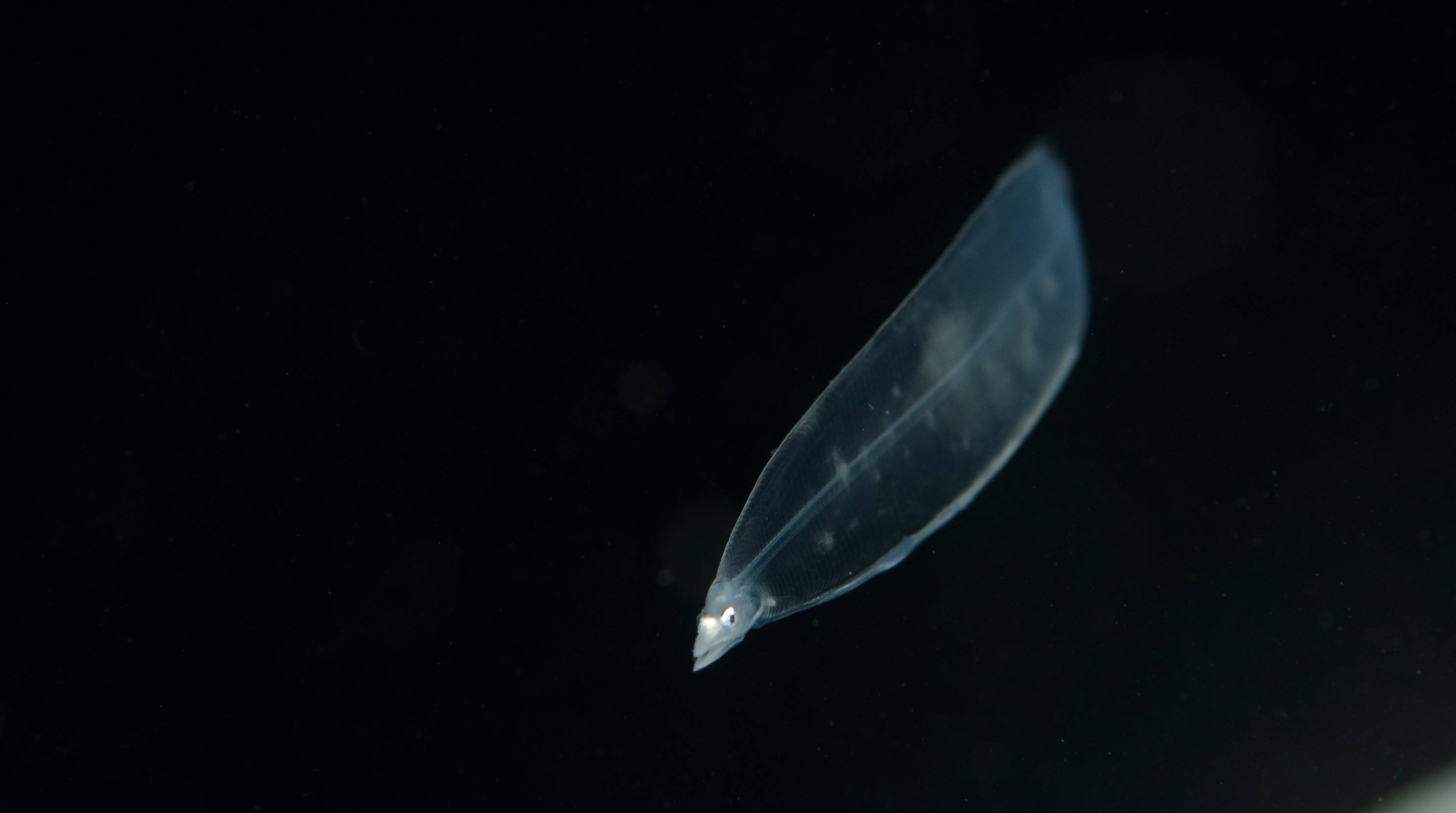 DSC_7805 – Crispin, PKI010916, eel, knights, larva, leptocephalus, marine, new, nz, pelagic, poor, reserve, transparent, underwater, www.seacologynz.com, zealand