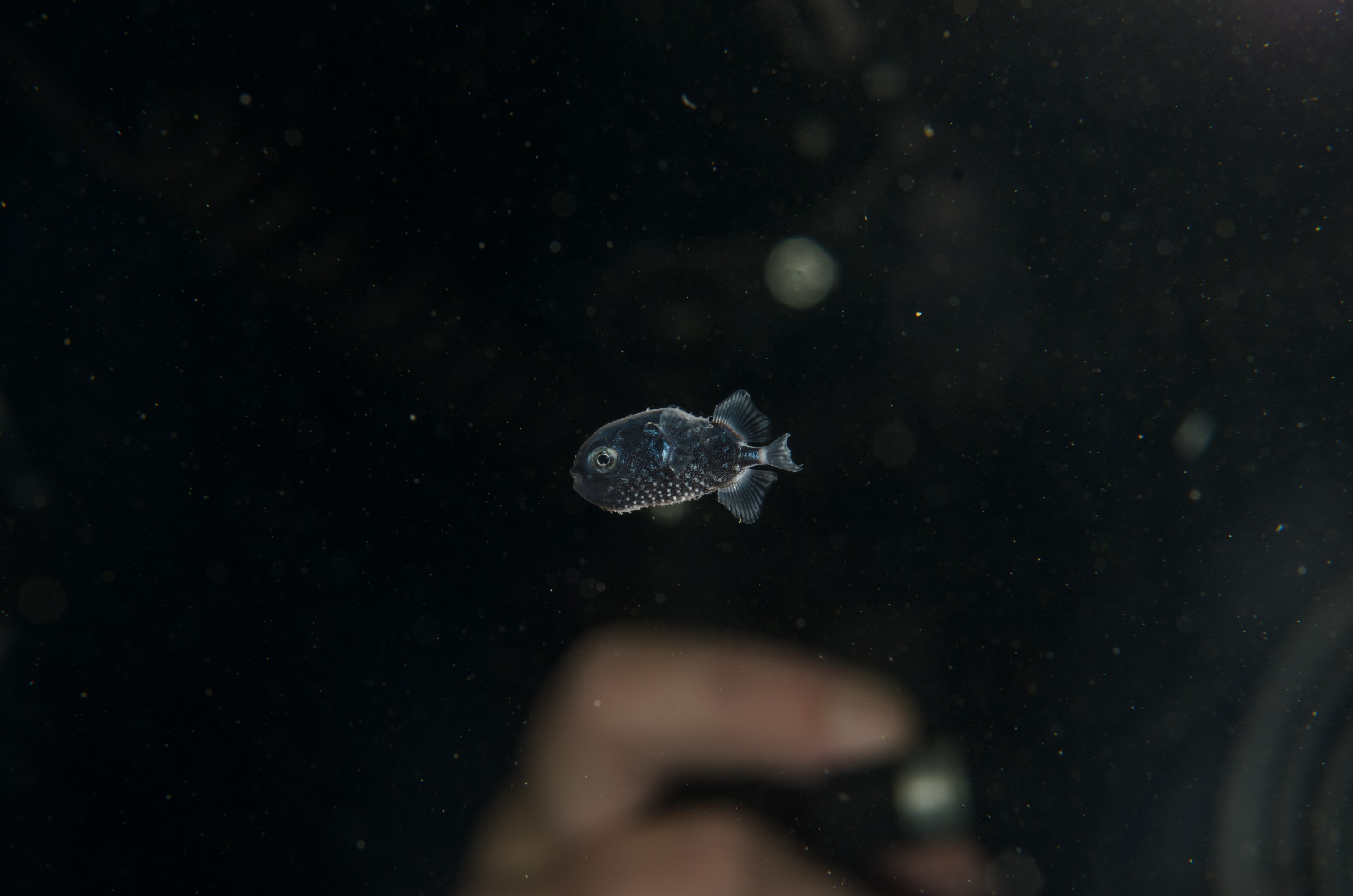 DSC_8028 – Crispin, PKI010916, juvenile, knights, marine, new, nz, pelagic, poor, rare, reserve, starry, toado, underwater, www.seacologynz.com, zealand