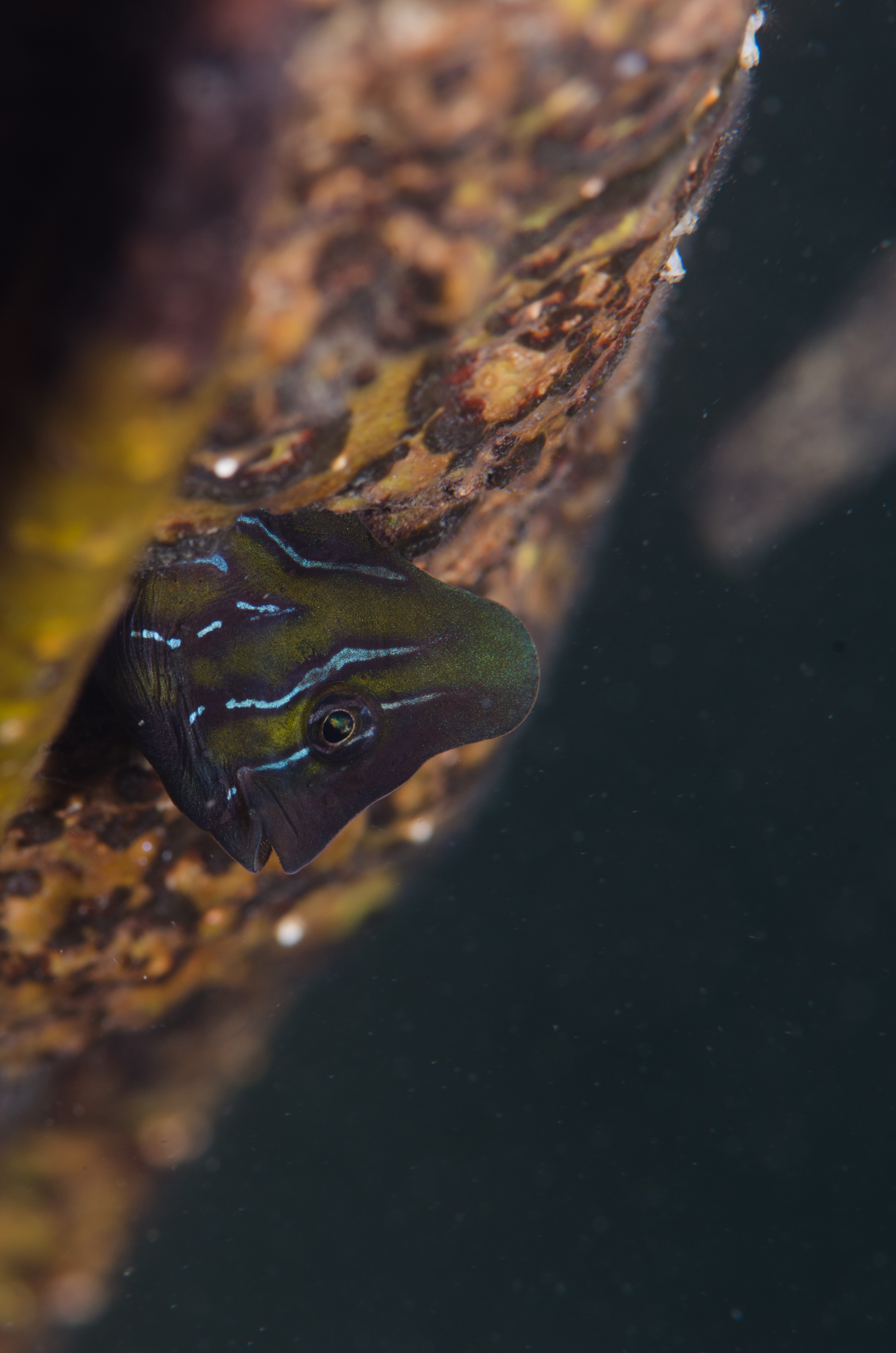 DSC_8398 – Australian, Omobranchus anolius, blenny, crispin, estuary, matapouri, new, nz, oyster, zealand