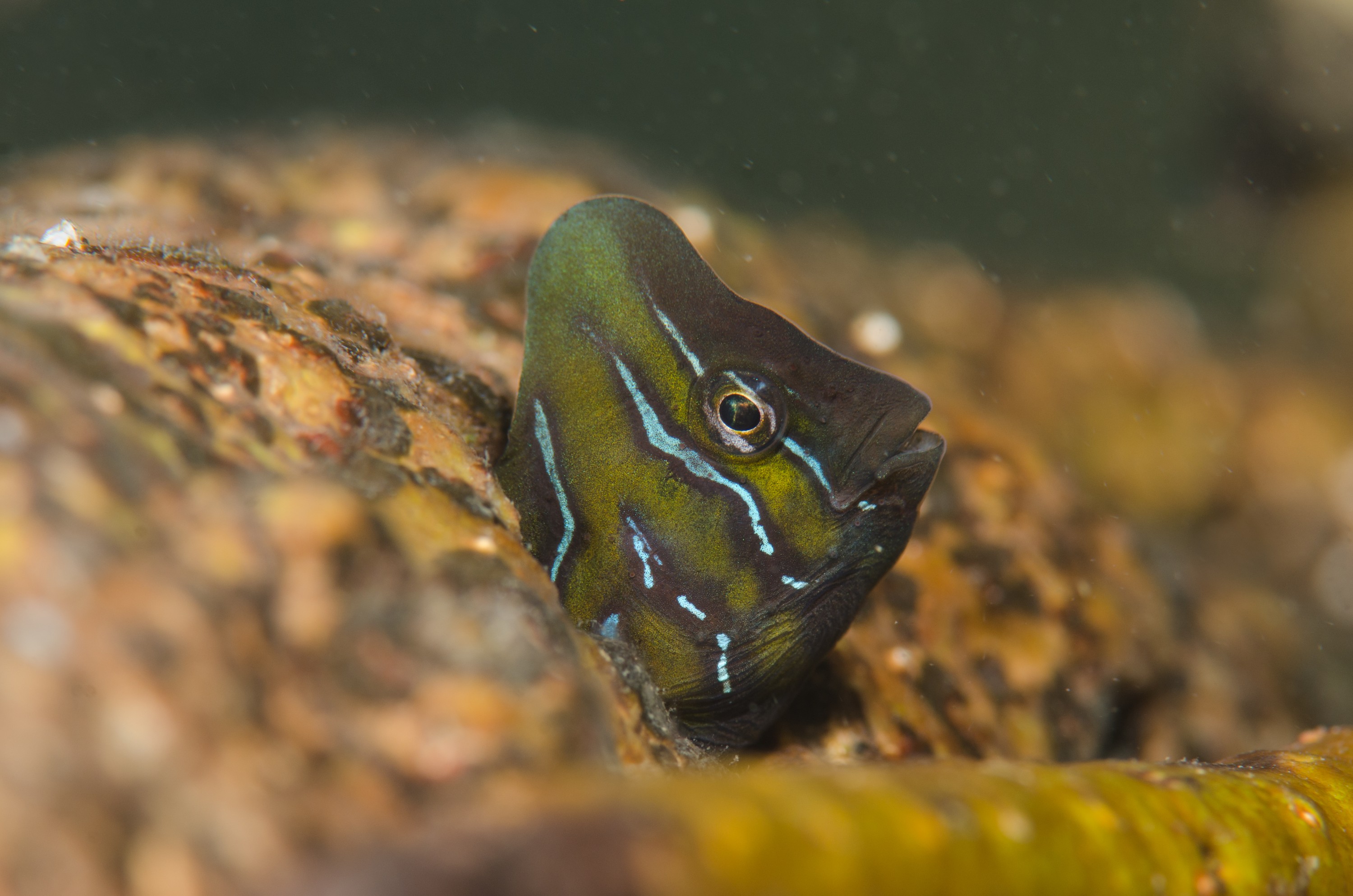 DSC_8401 – Australian, Omobranchus anolius, blenny, crispin, estuary, matapouri, new, nz, oyster, zealand