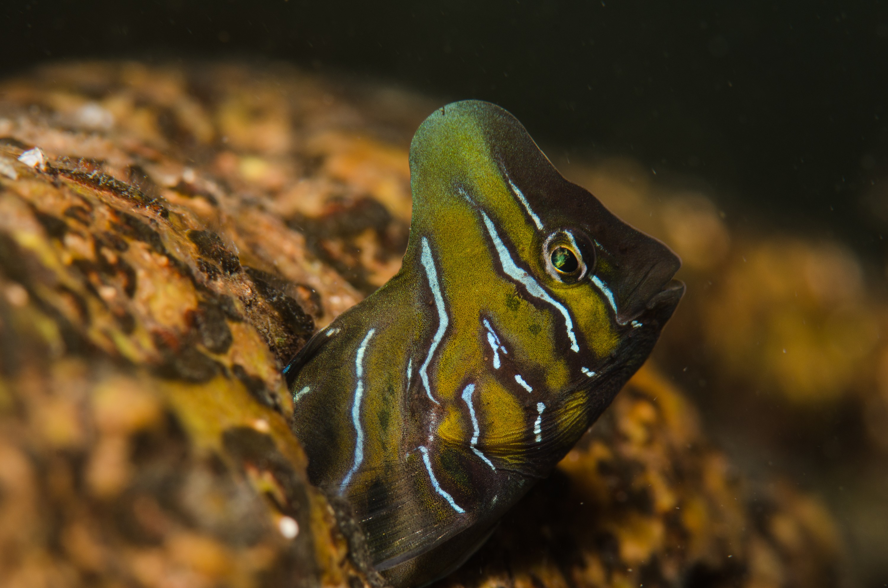 DSC_8405 – Australian, Omobranchus anolius, blenny, crispin, estuary, matapouri, new, nz, oyster, zealand