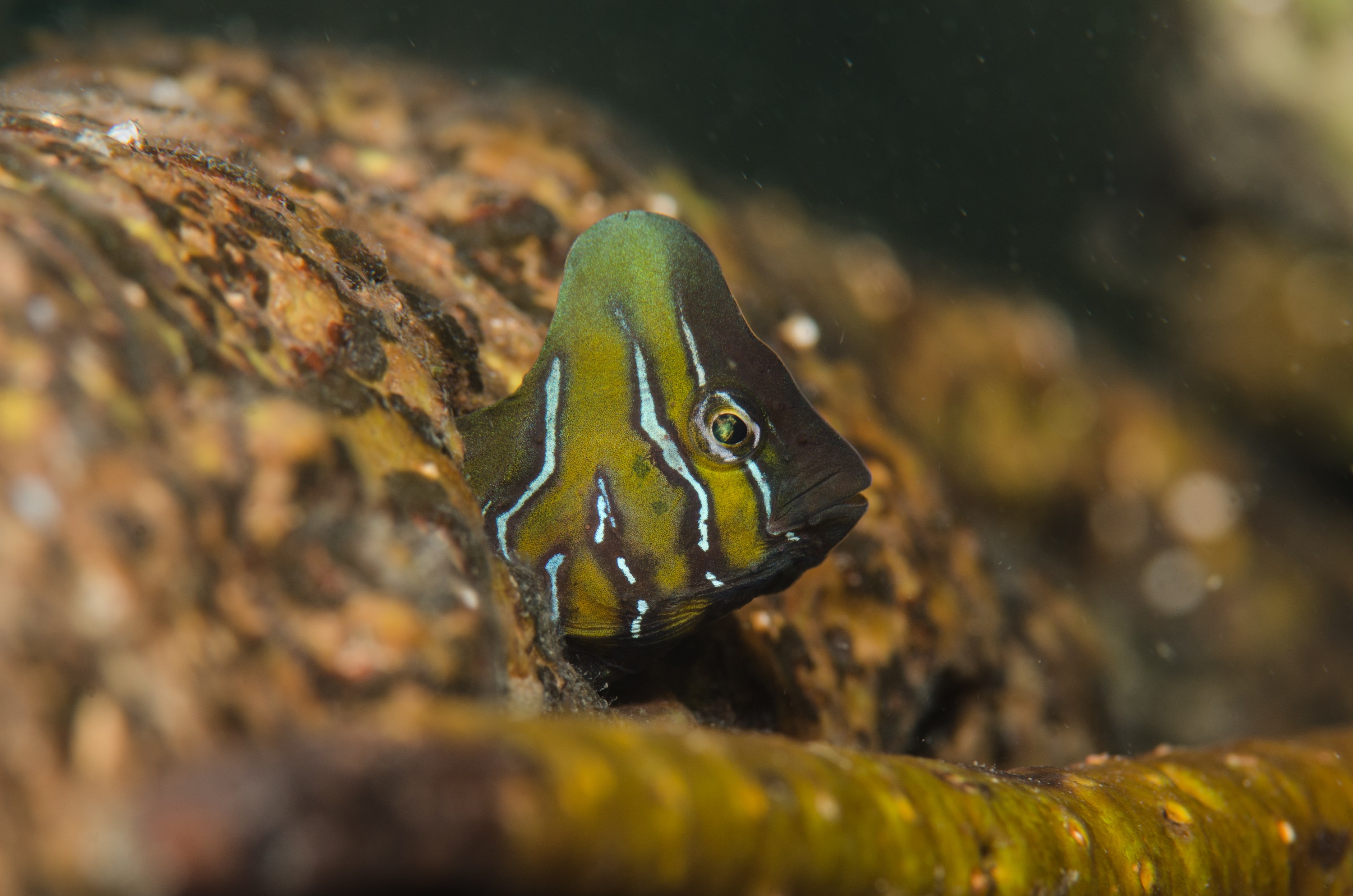 DSC_8412 – Australian, Omobranchus anolius, blenny, crispin, estuary, matapouri, new, nz, oyster, zealand