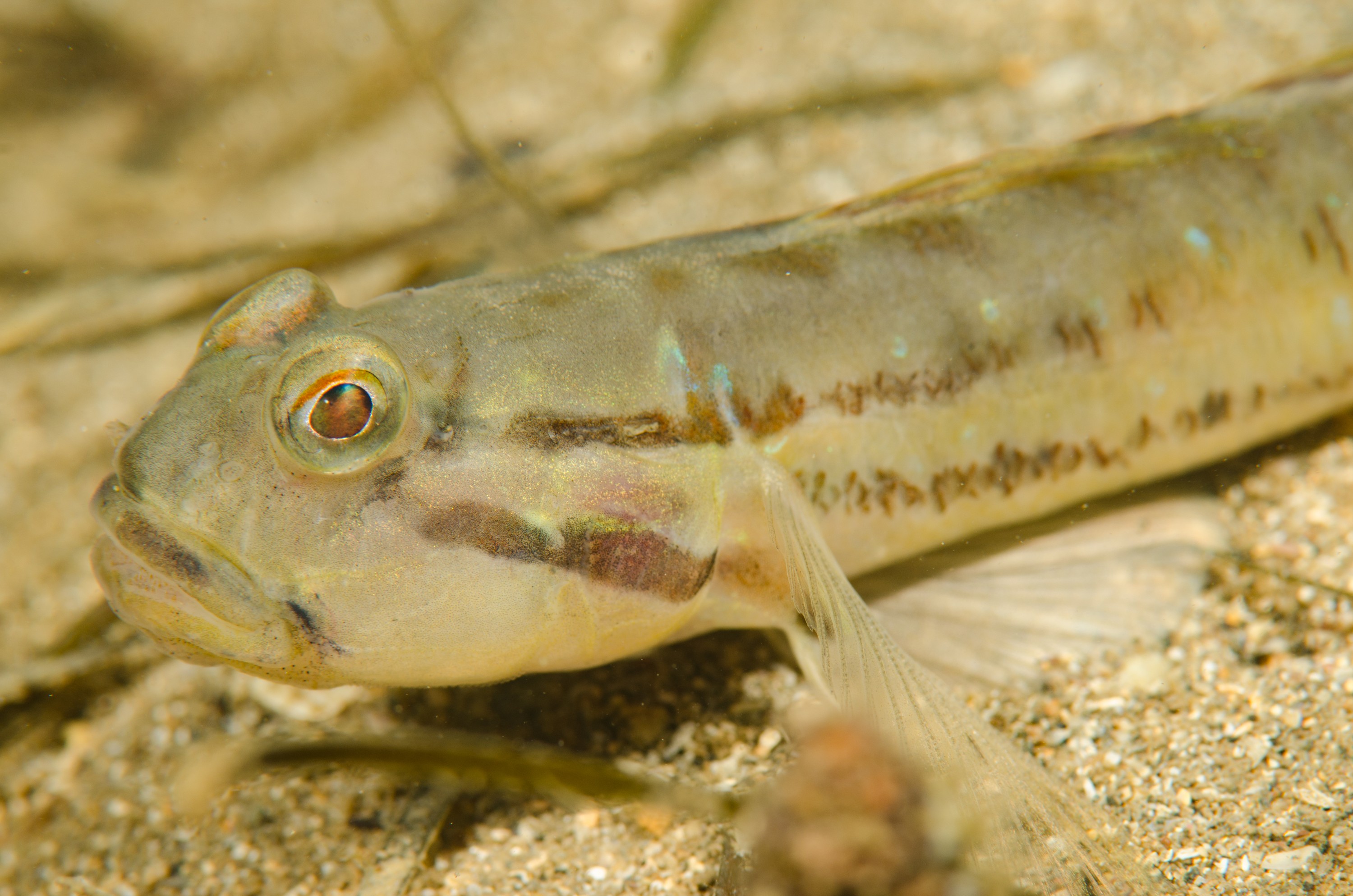 DSC_8442 – Arenigobius bifrenatus, Australian, bridled, crispin, estuary, goby, matapouri, new, nz, zealand