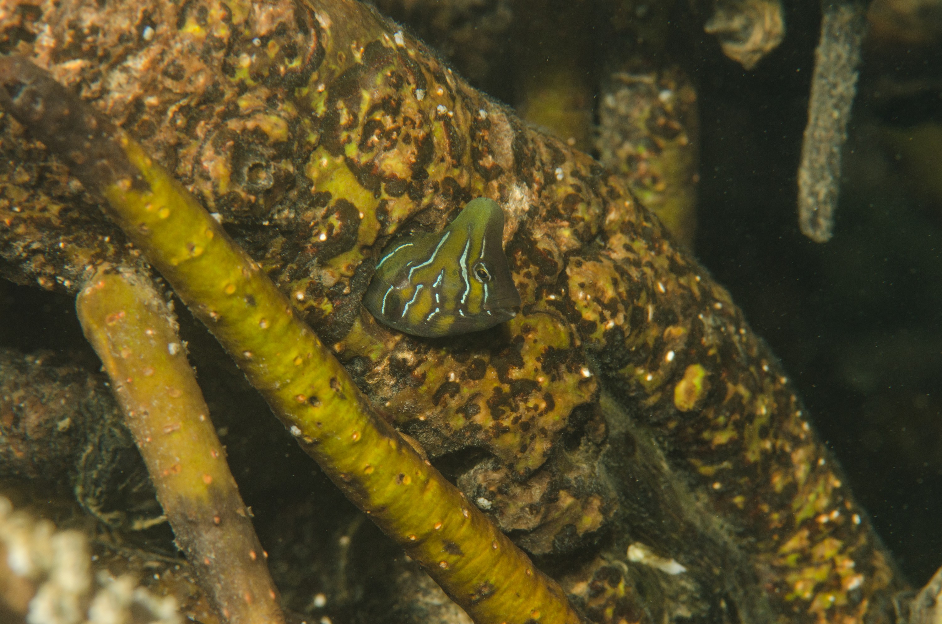 DSC_8484 – Australian, Omobranchus anolius, blenny, crispin, estuary, matapouri, new, nz, oyster, zealand