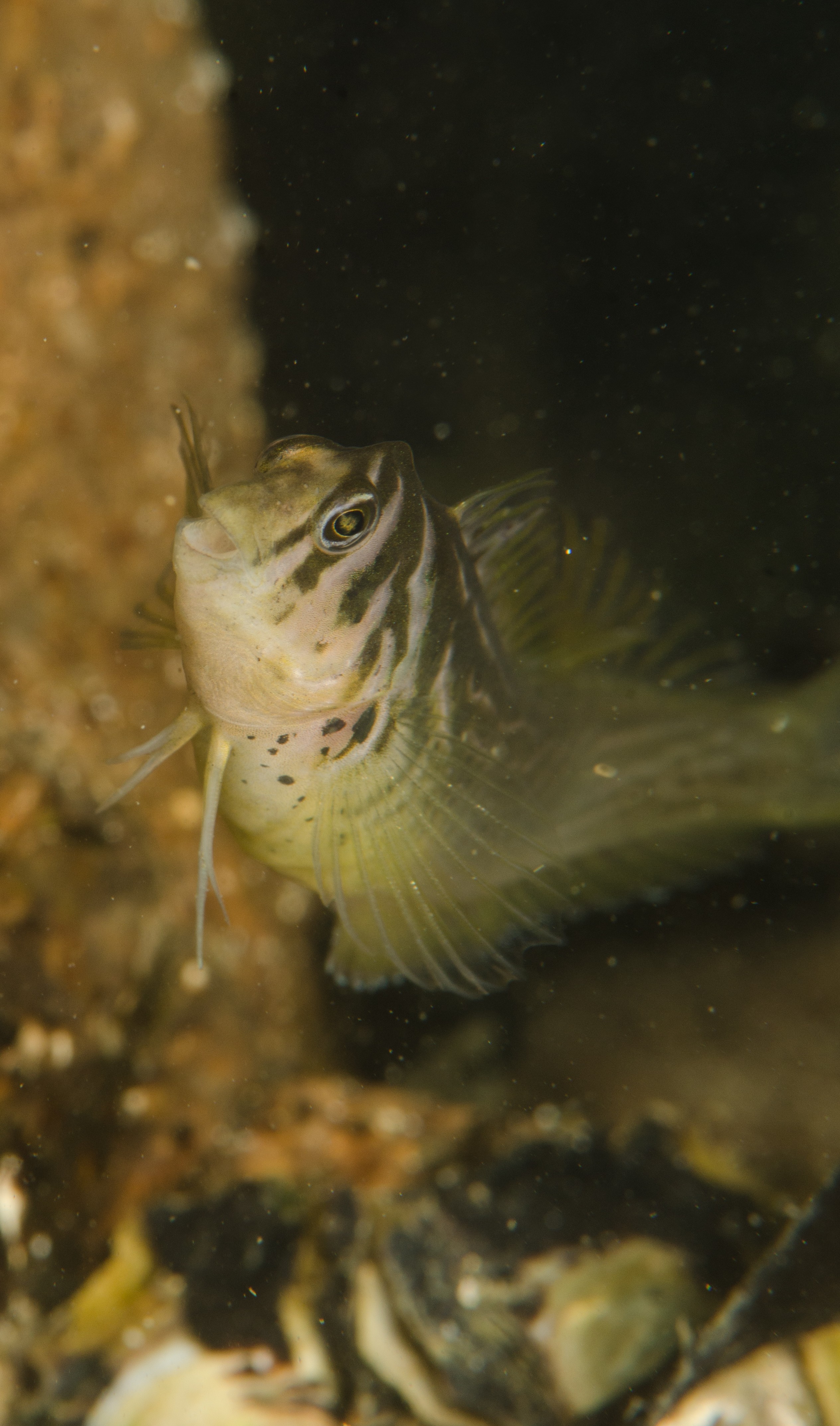 DSC_8495 – Australian, Omobranchus anolius, blenny, crispin, estuary, matapouri, new, nz, oyster, zealand
