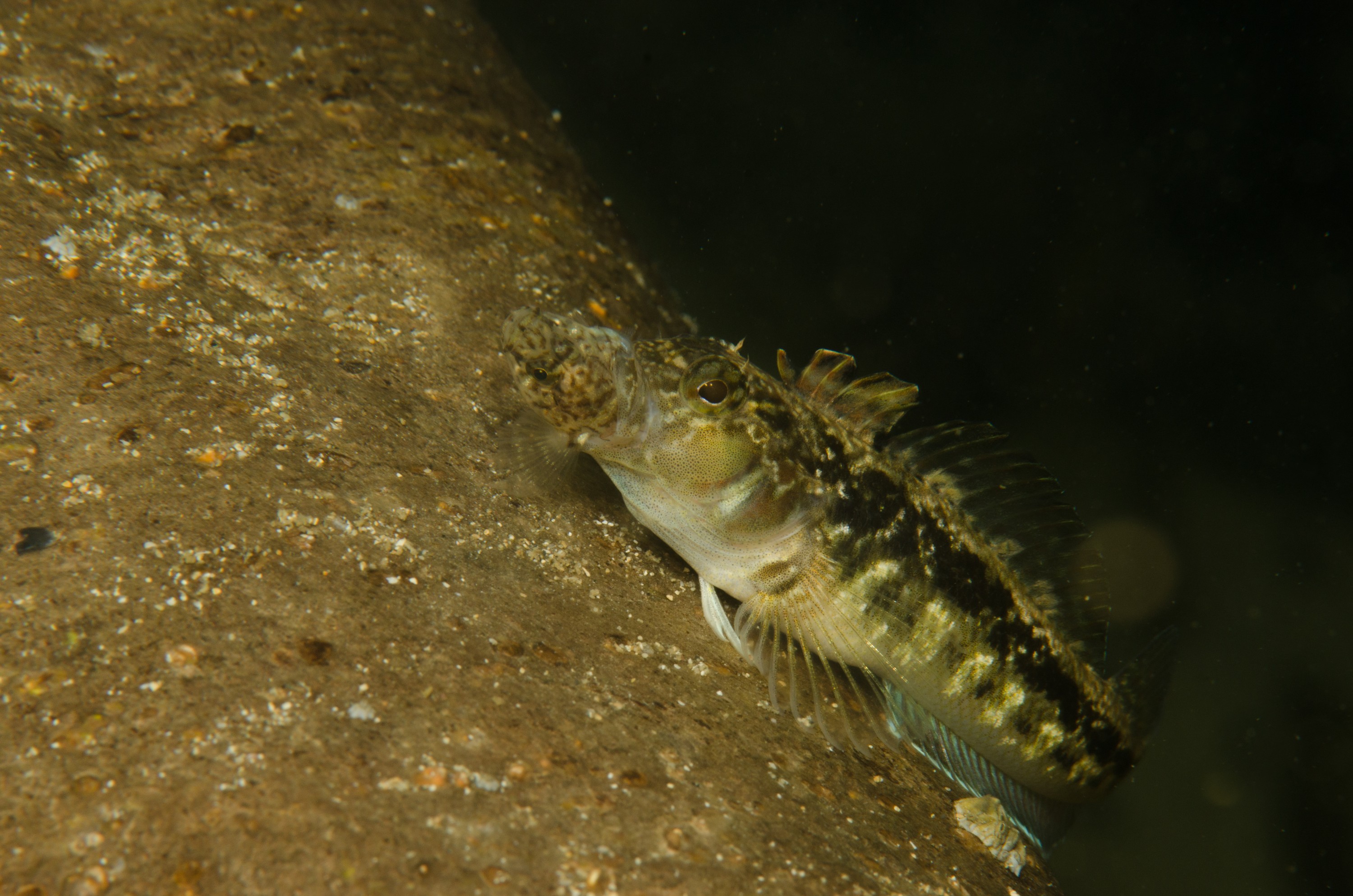 DSC_8503 – Estuarine, Grahamina, Triplefin, crispin, estuary, matapouri, new, nigripenne, nz, zealand