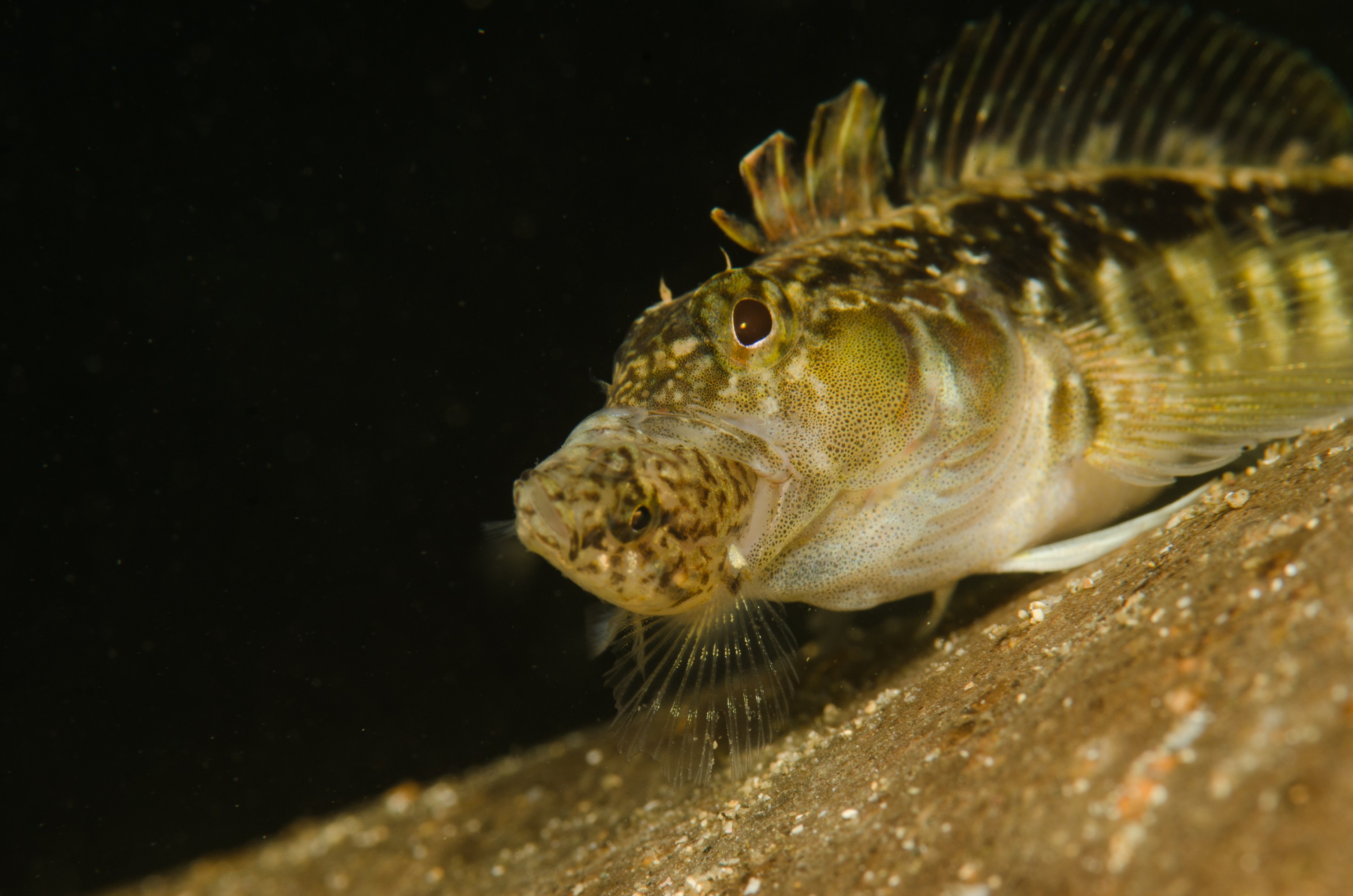 DSC_8510 – Estuarine, Triplefin, crispin, estuary, matapouri, new, nz, zealand