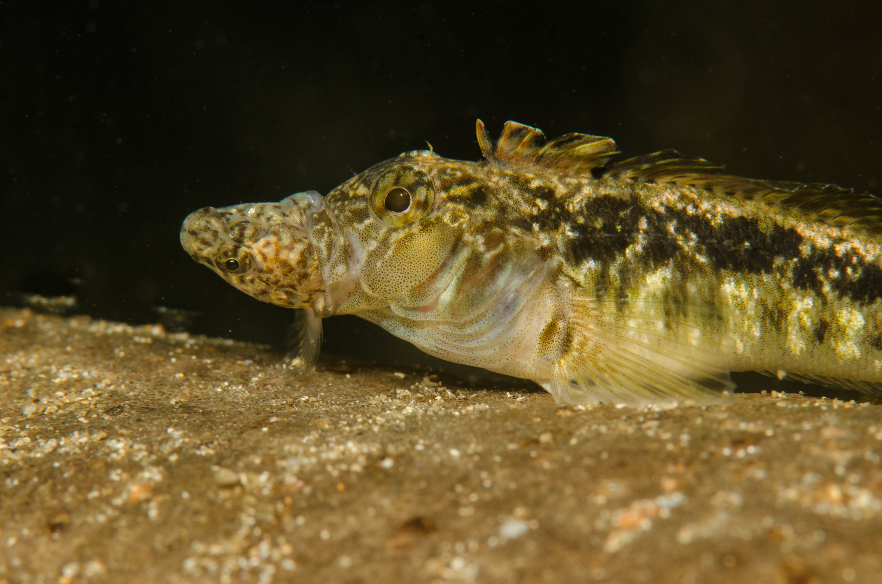 DSC_8512 – Estuarine, Triplefin, crispin, estuary, matapouri, new, nz, zealand