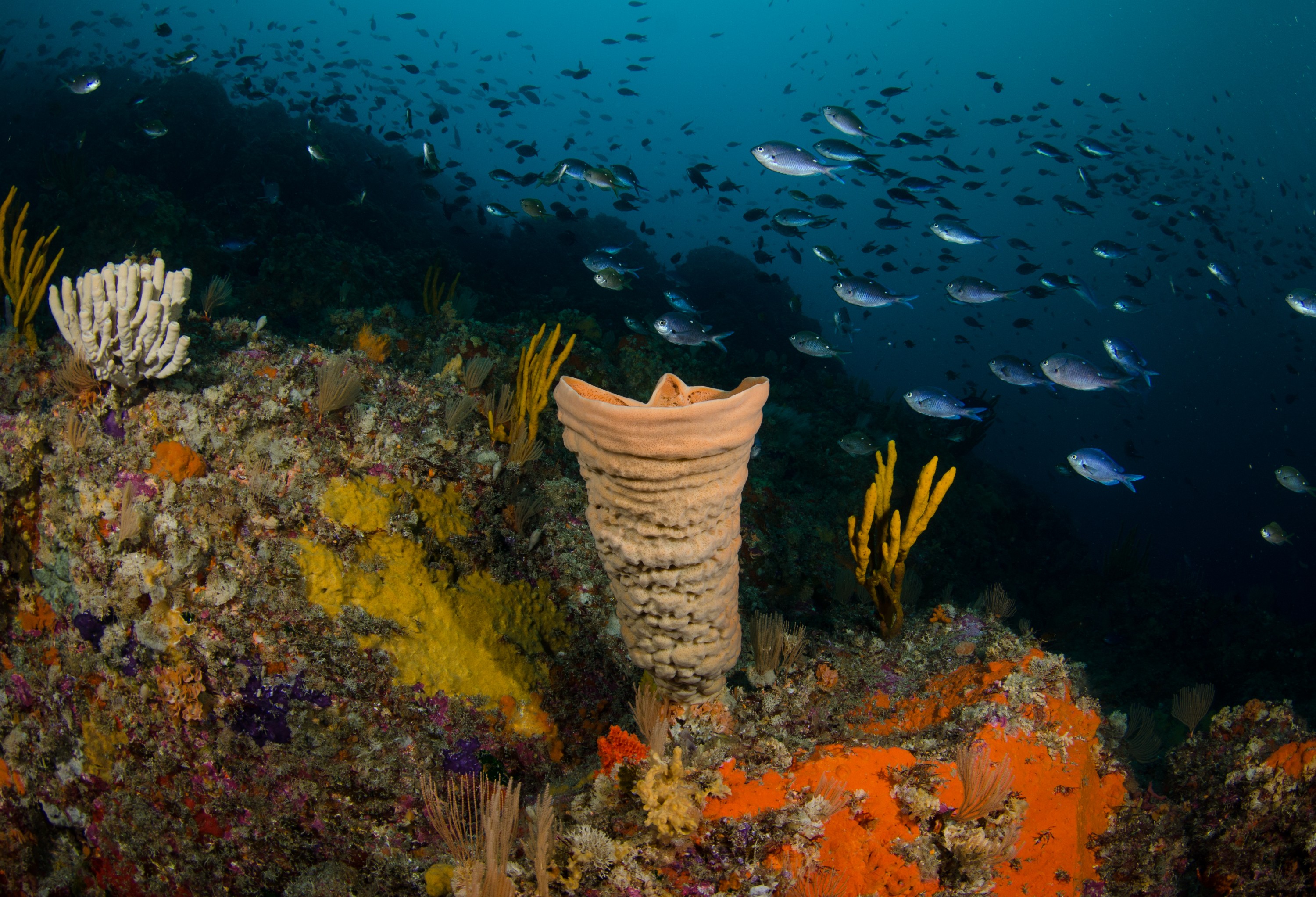 DSC_9115 – barrel, crispin, deep, garden, knights, marine, new, nz, poor, reserve, sponge, zealand