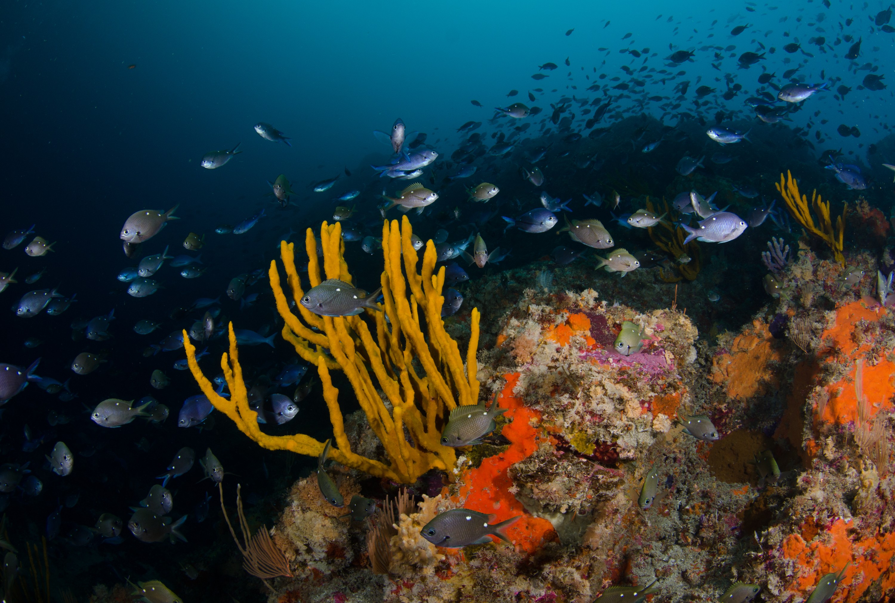DSC_9119 – crispin, deep, garden, knights, marine, new, nz, poor, reserve, sponge, zealand