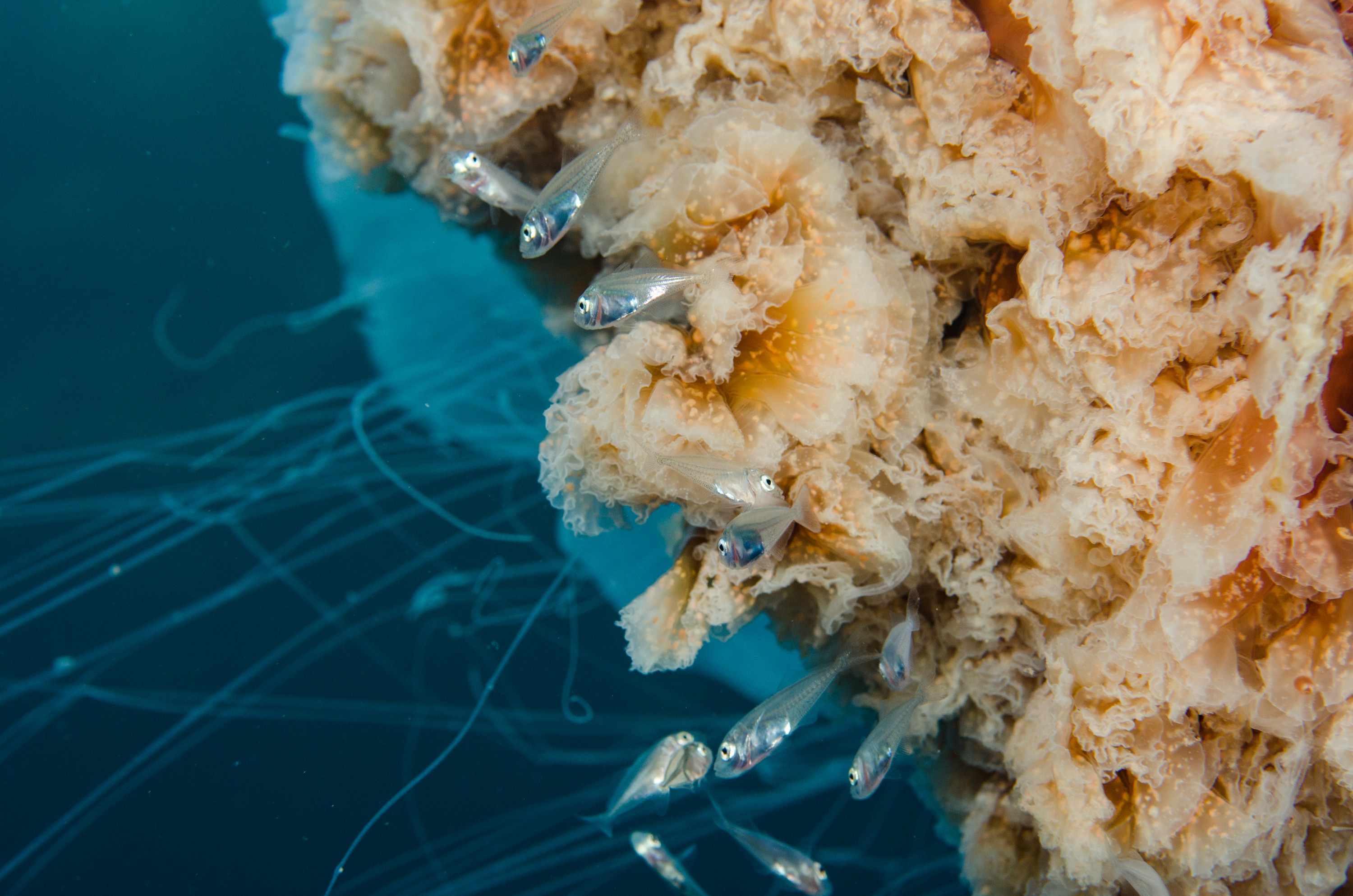 DSC_9409 – Cyanea, Jellyfish, Lion's, Lions, Lionsmane, Mane, Poor, crispin, jelly, knights, marine, new, northland, nz, reserve, zealand